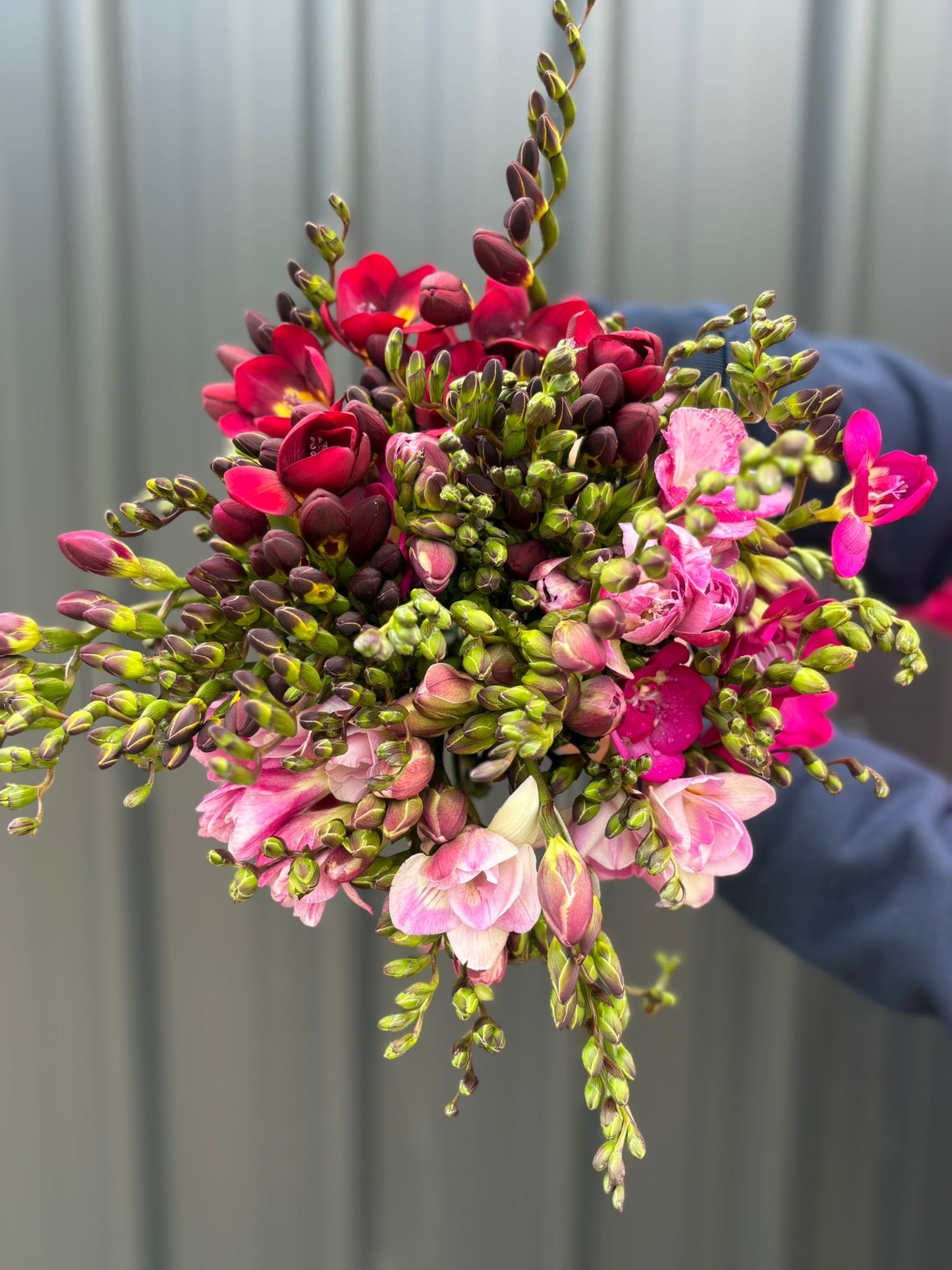 Freesias