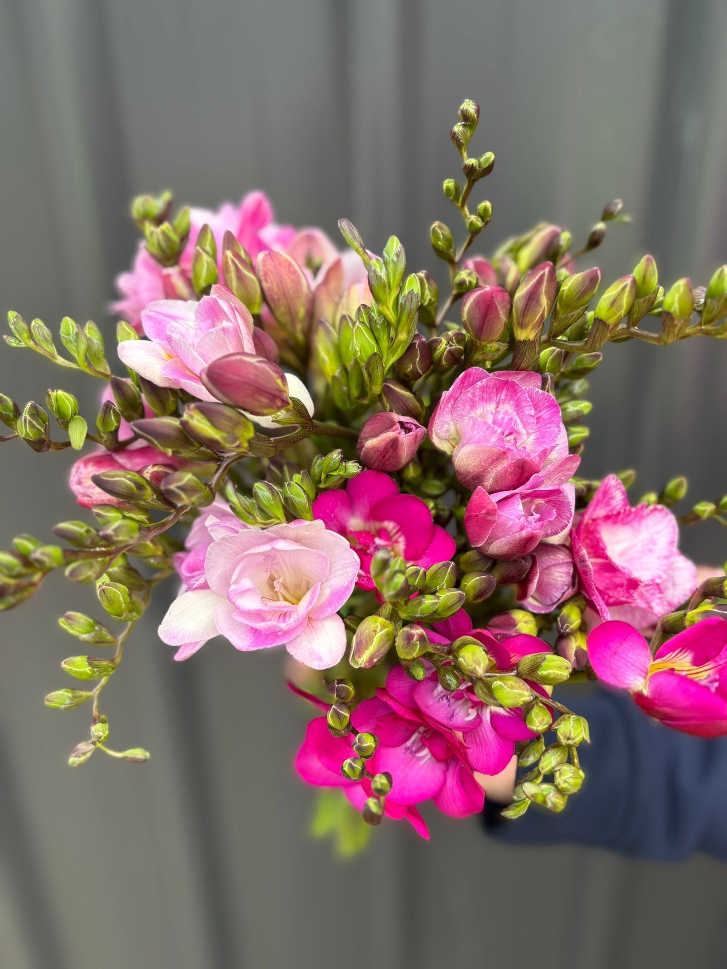 Freesias