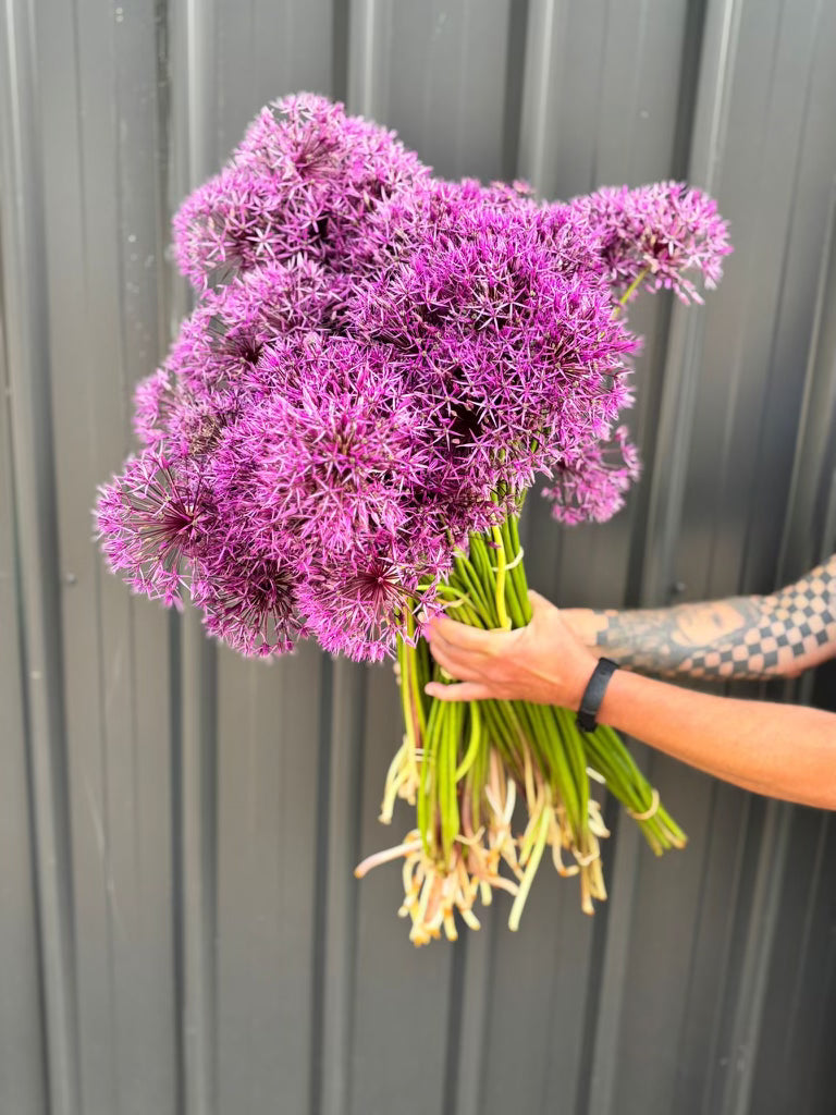 Alliums