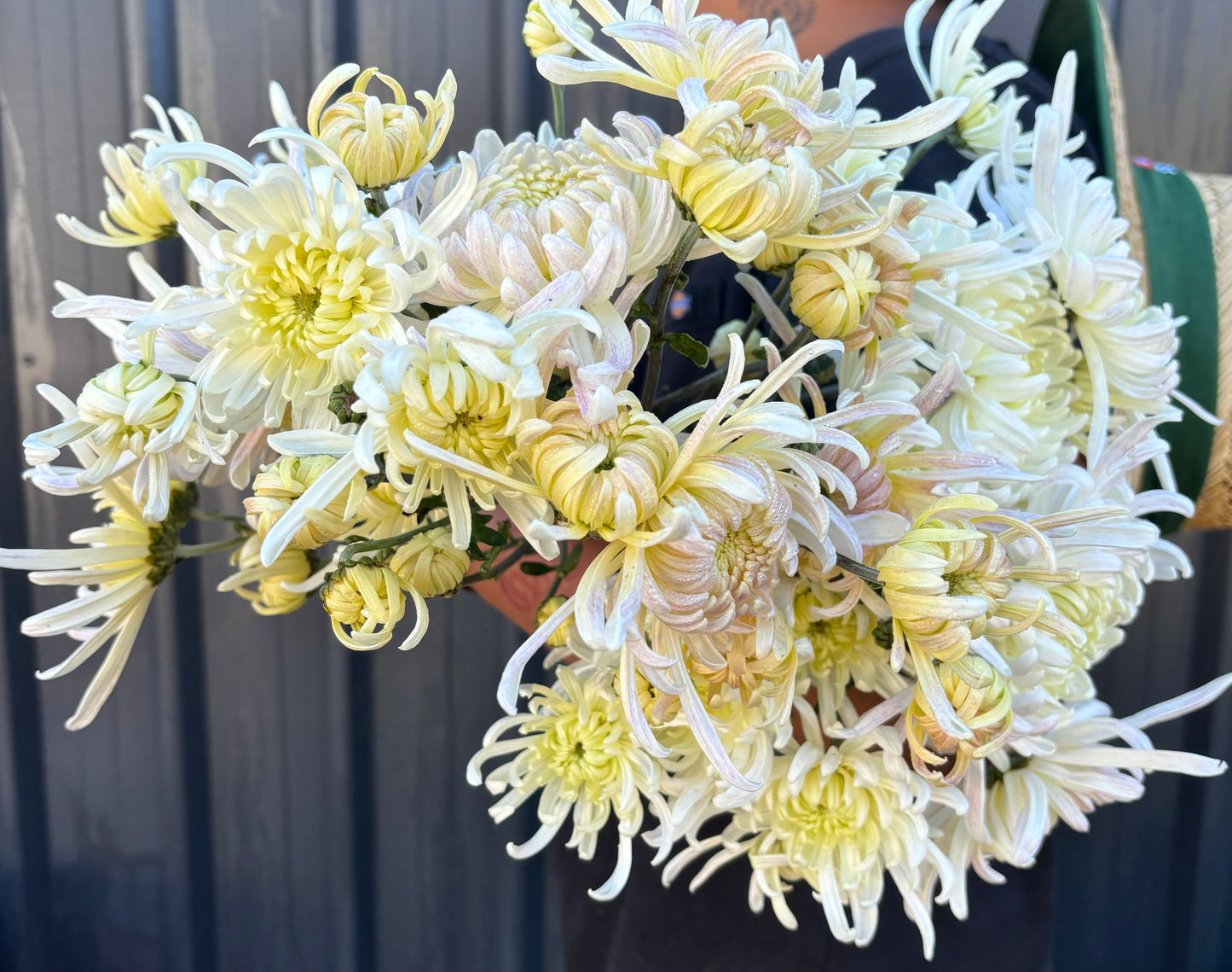 Heirloom Chrysanthemum
