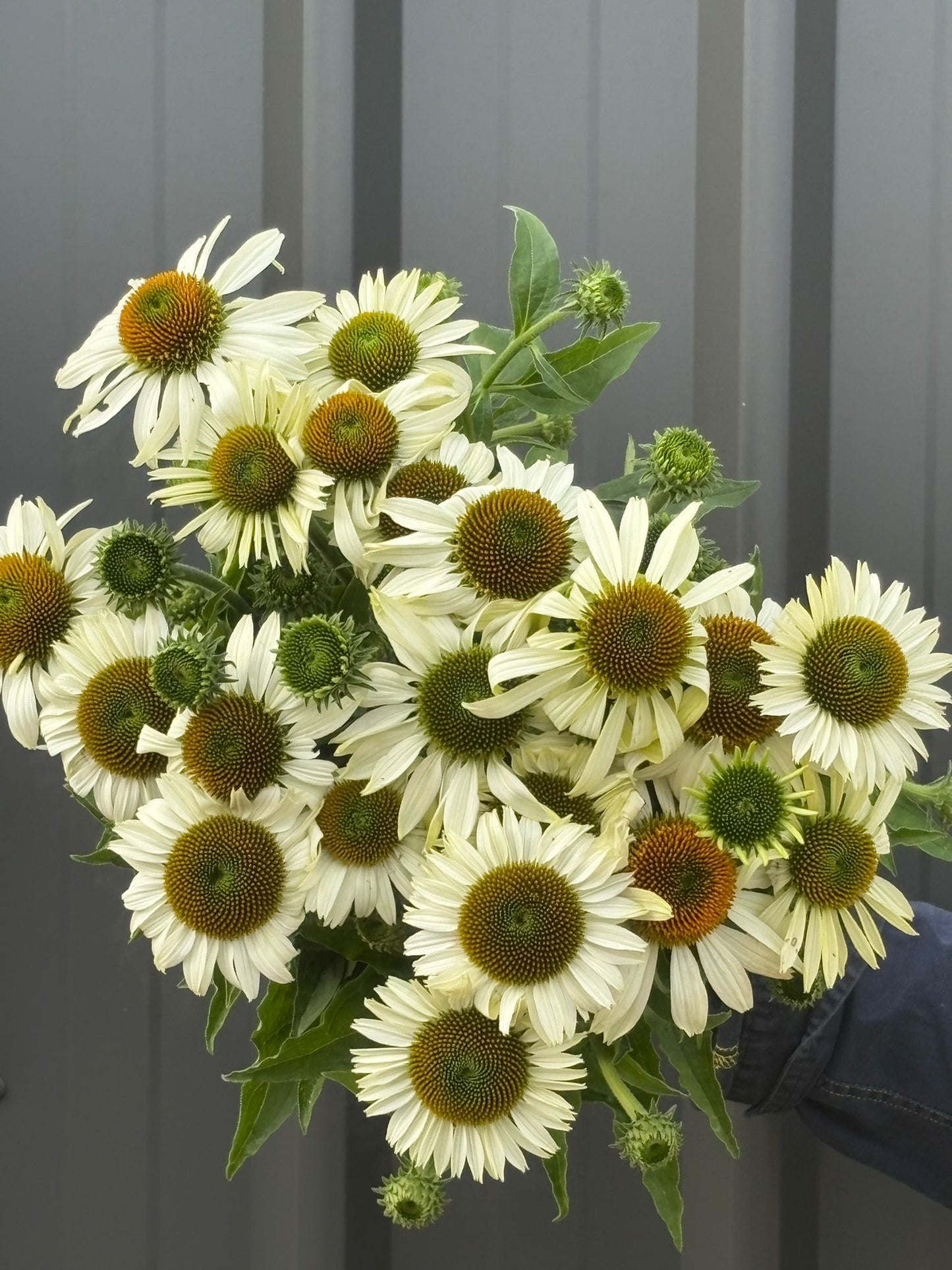 Echinacea