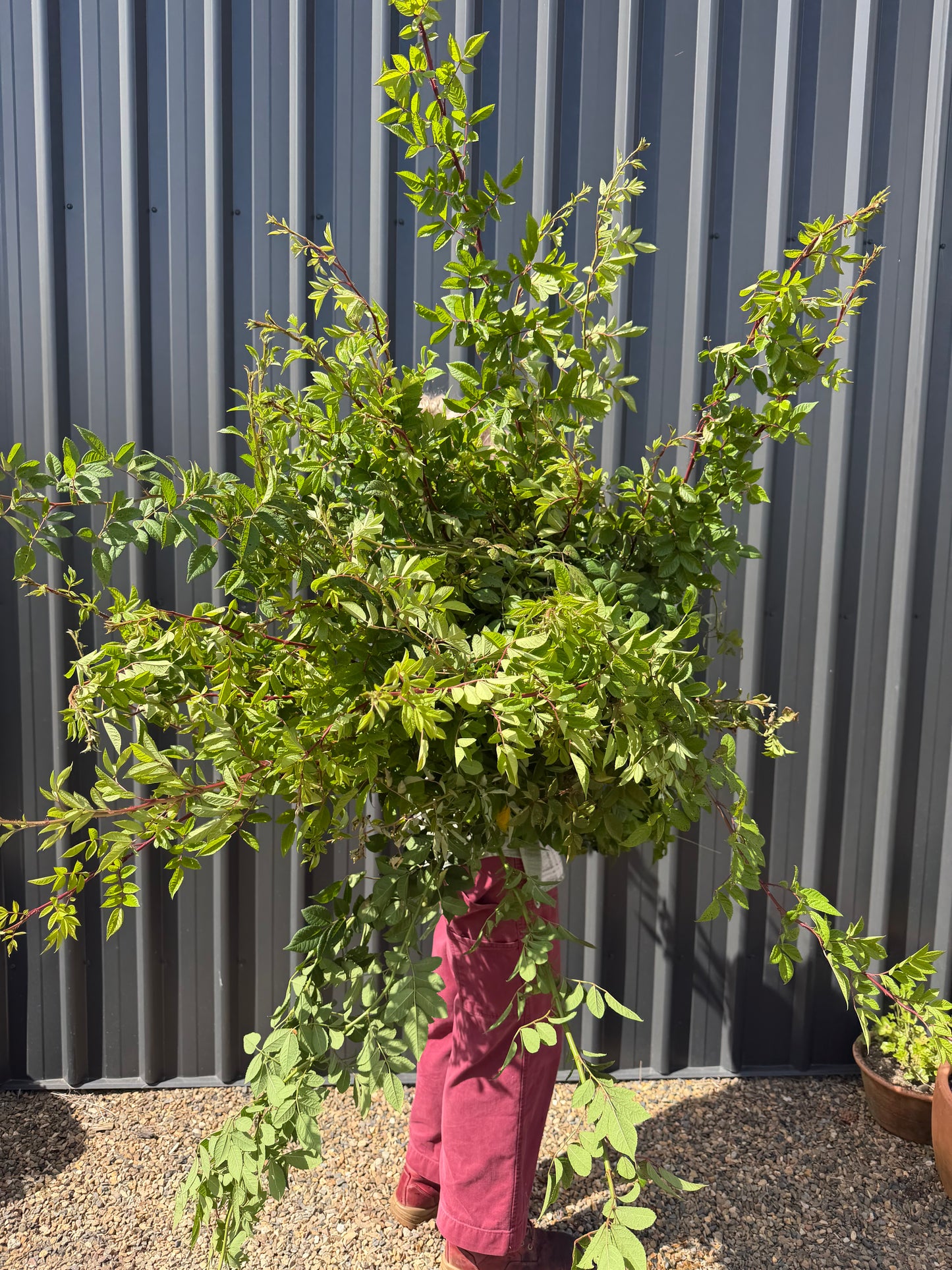 Rose foliage