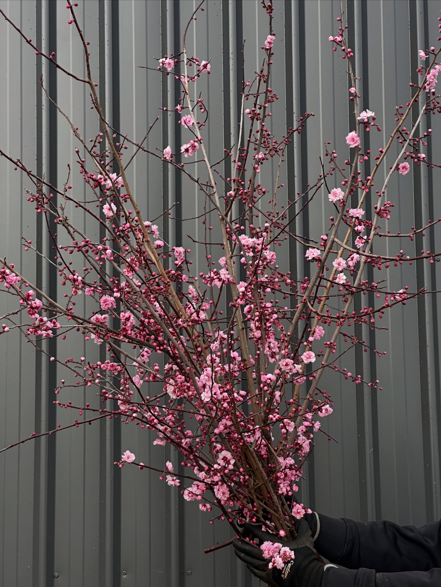 Blossoms