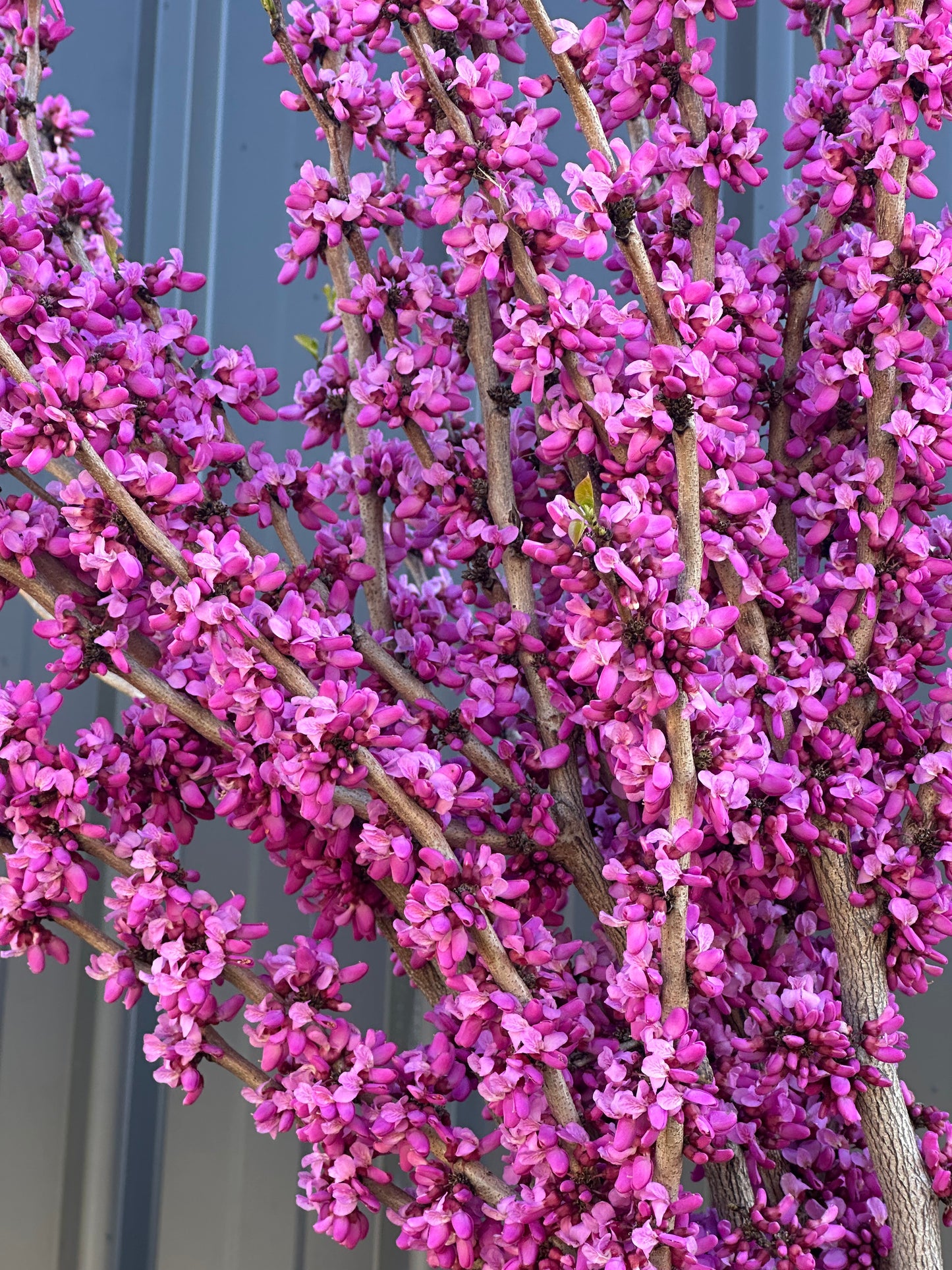Cercis Avondale