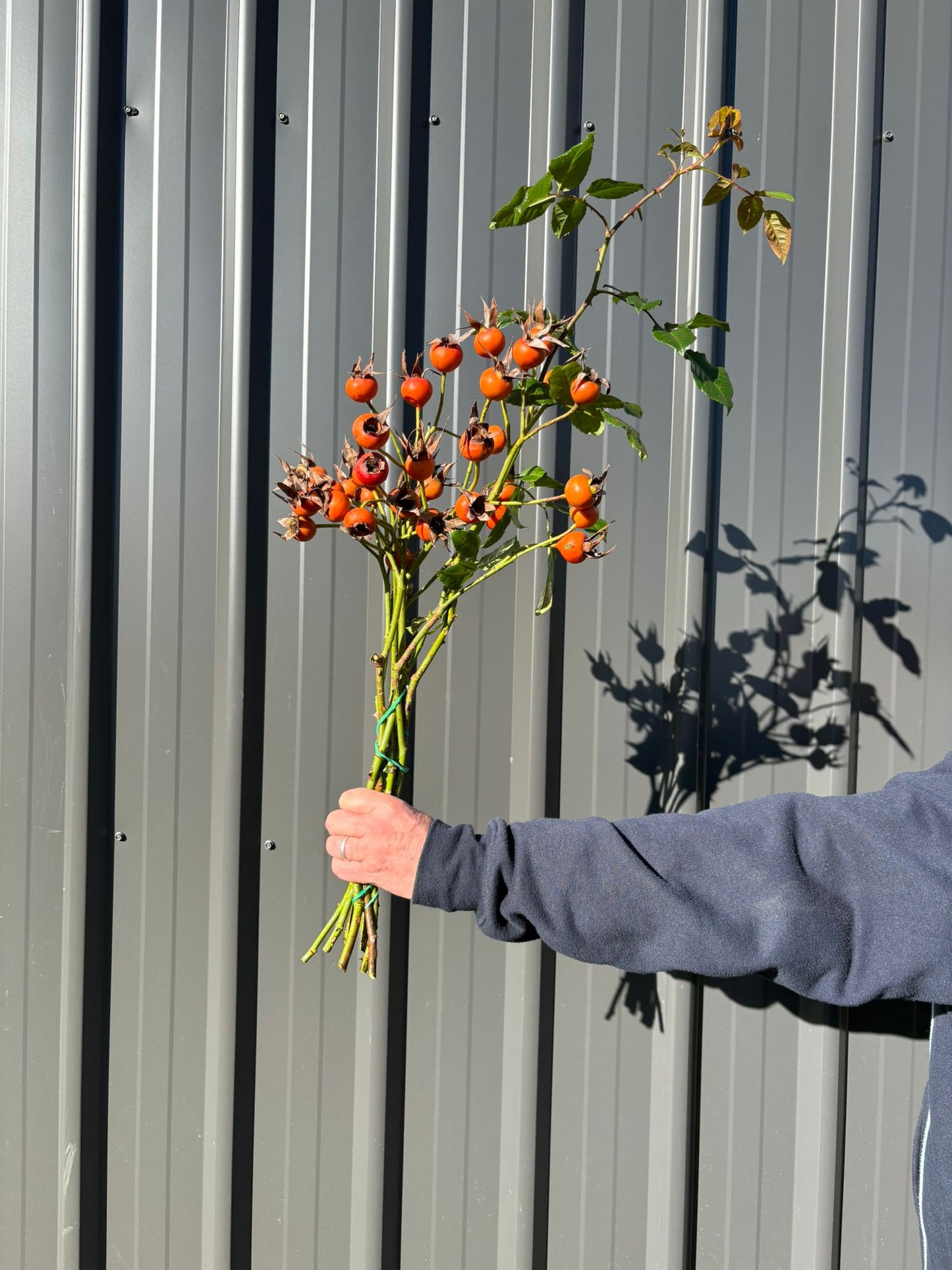 Rose Hips