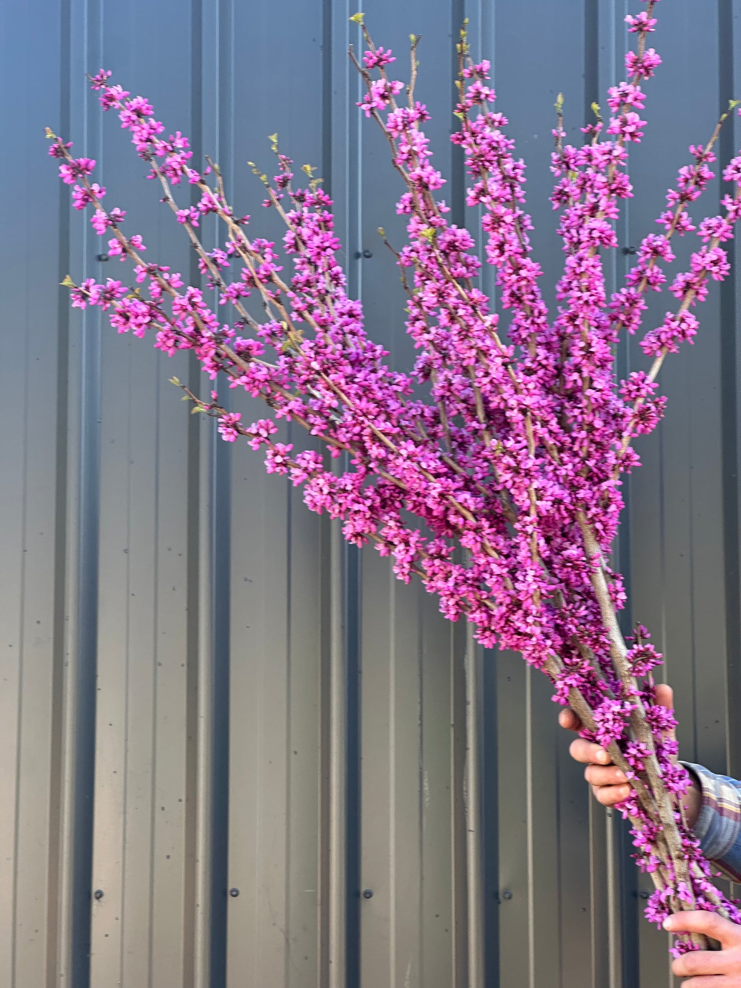 Cercis Avondale