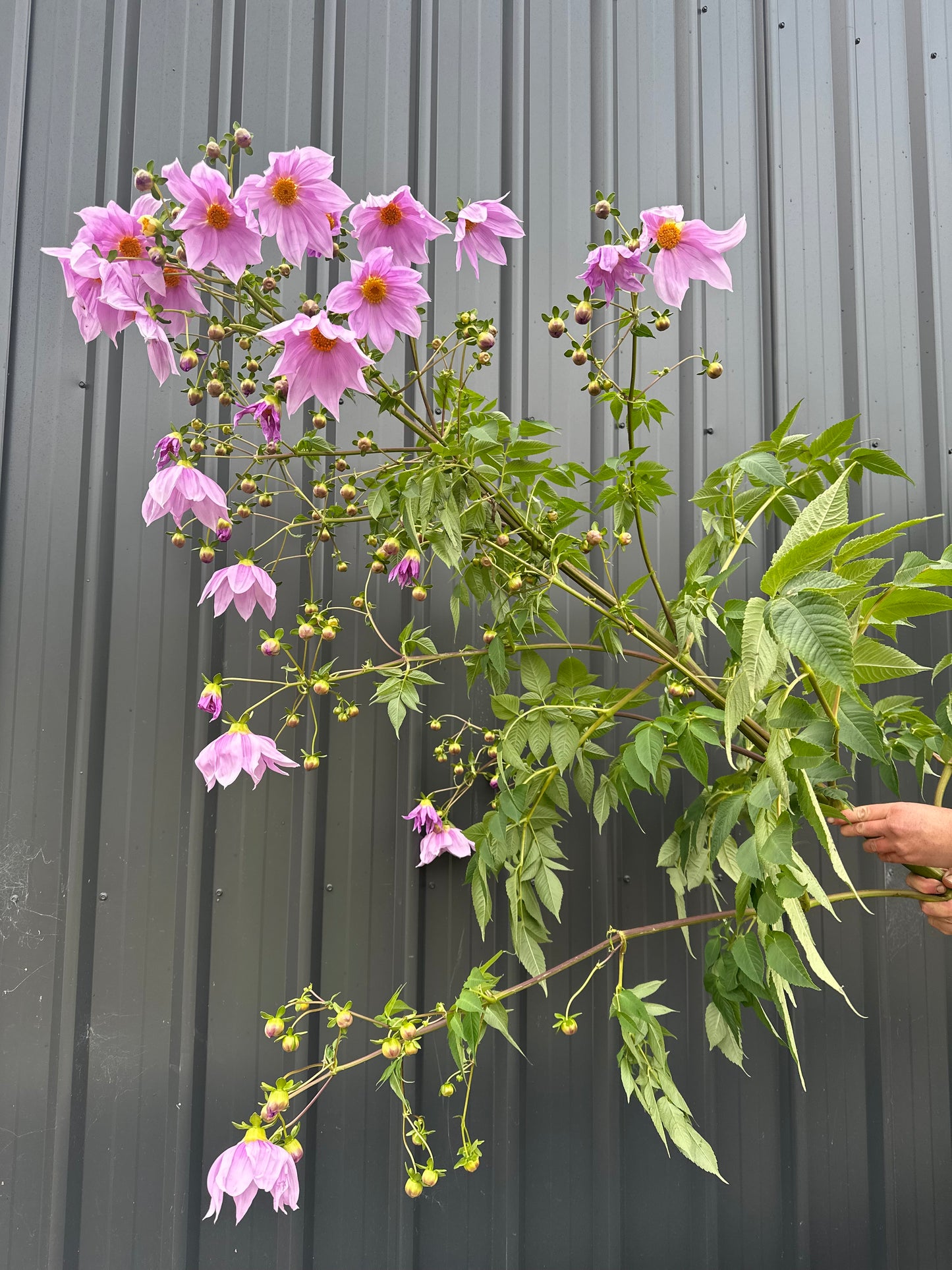 Dahlia Tree