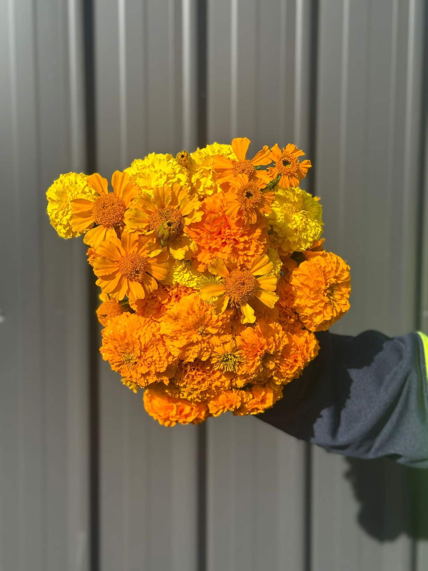Marigolds