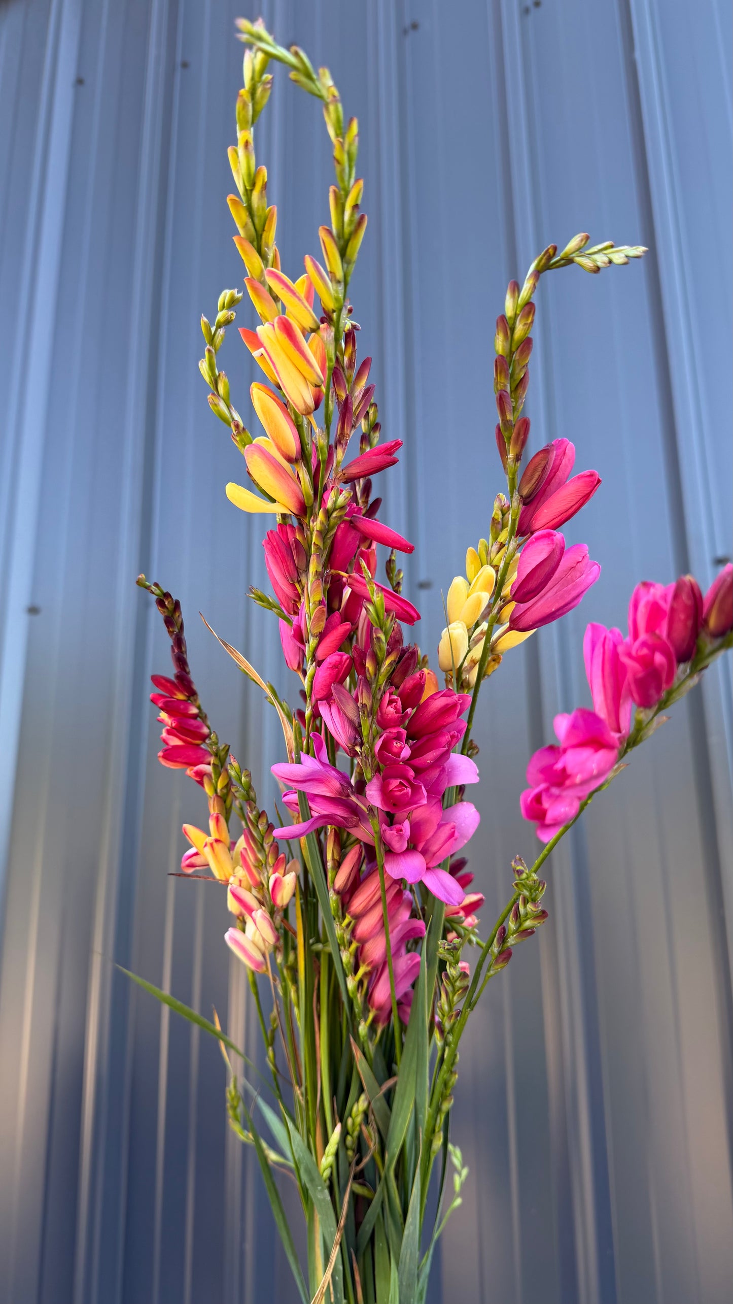 Ixia