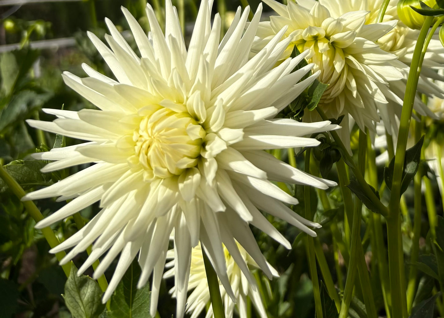 Dahlia Tubers