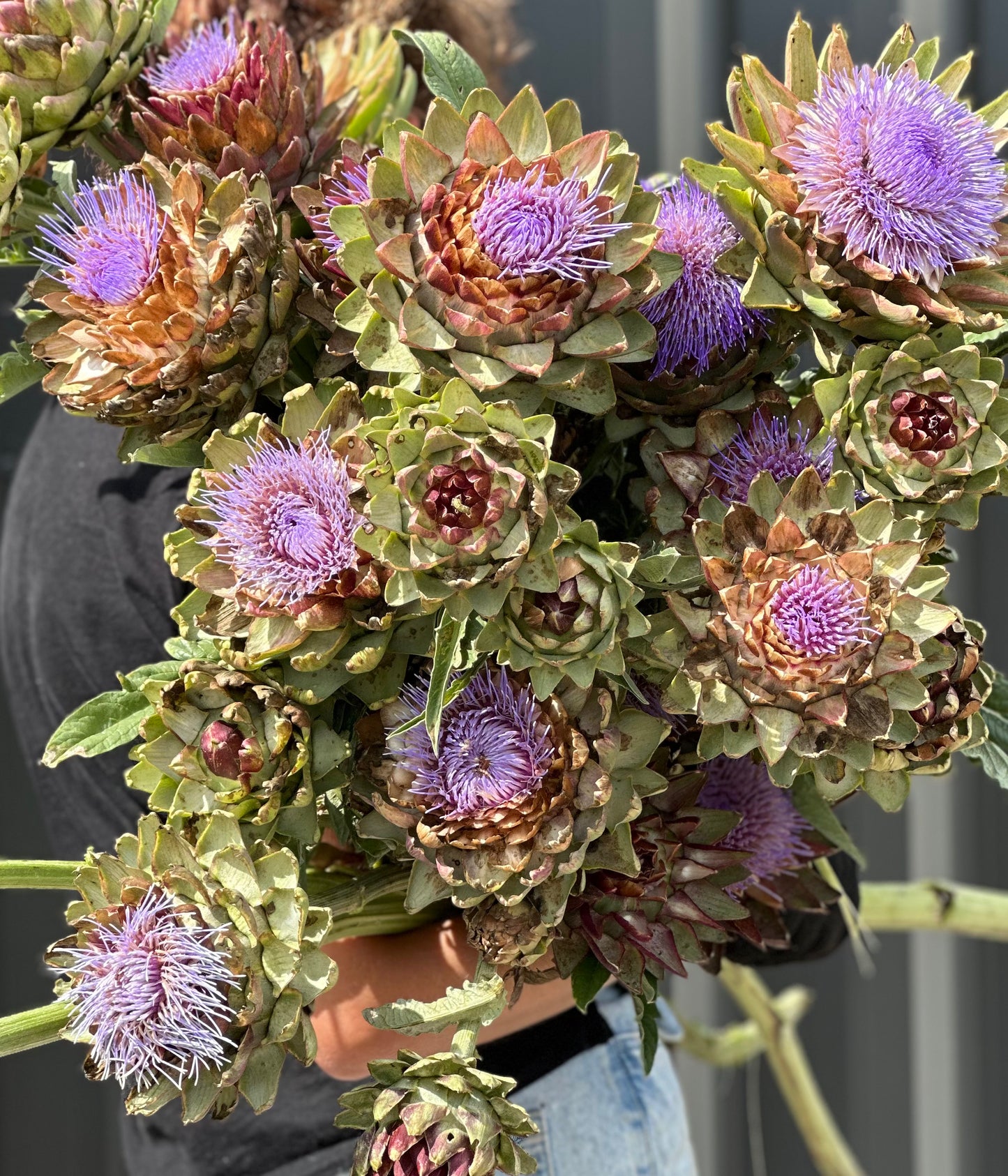 Artichokes