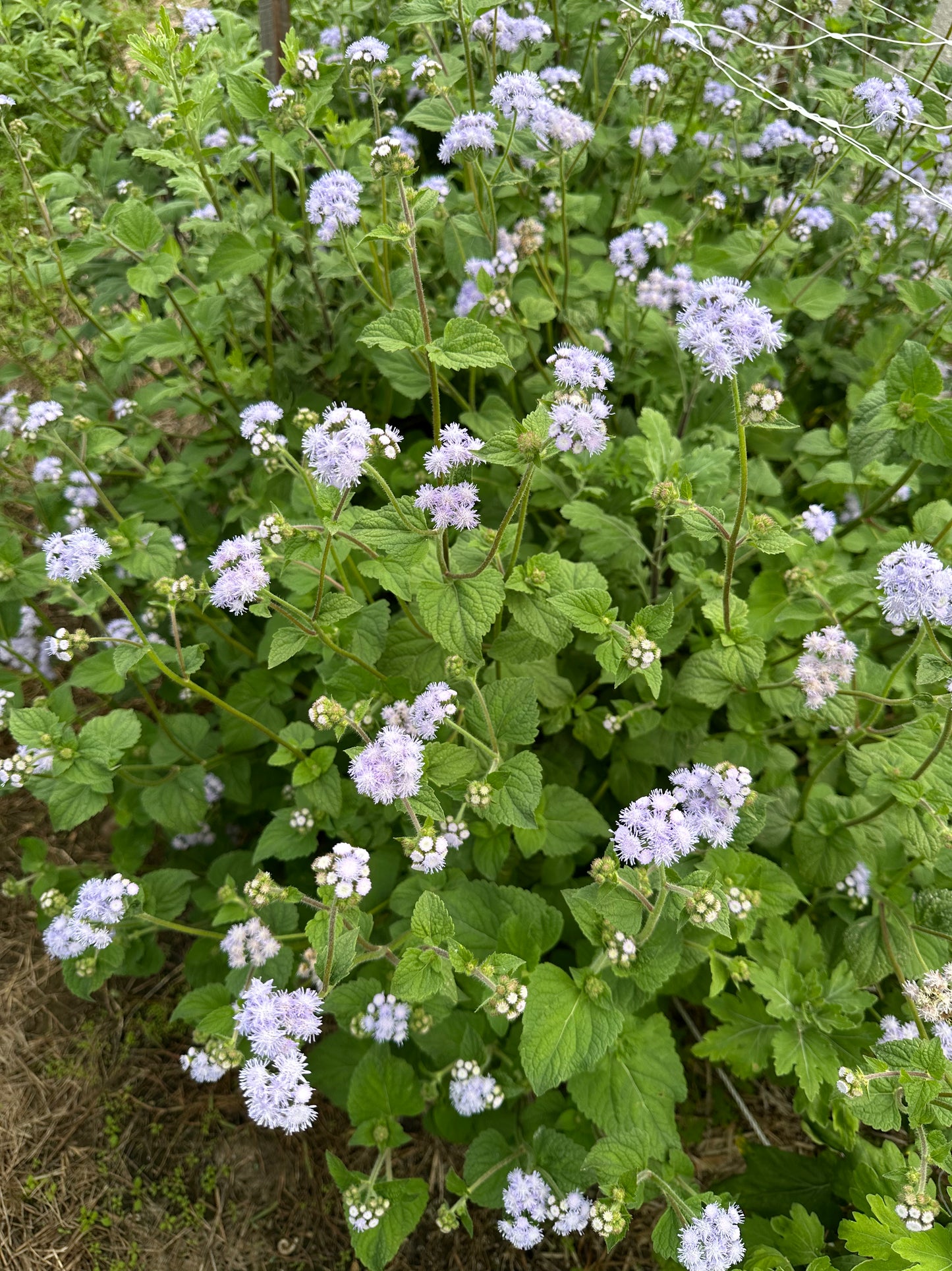 Ageratum