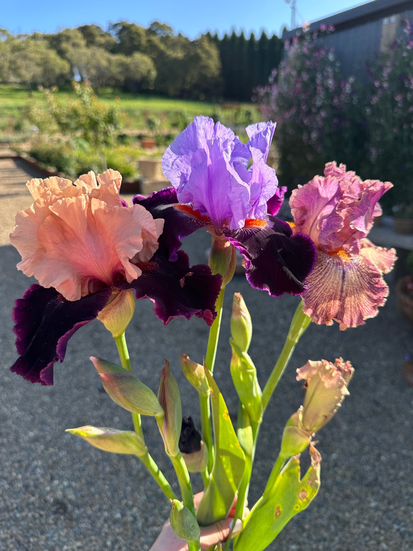 Bearded Iris