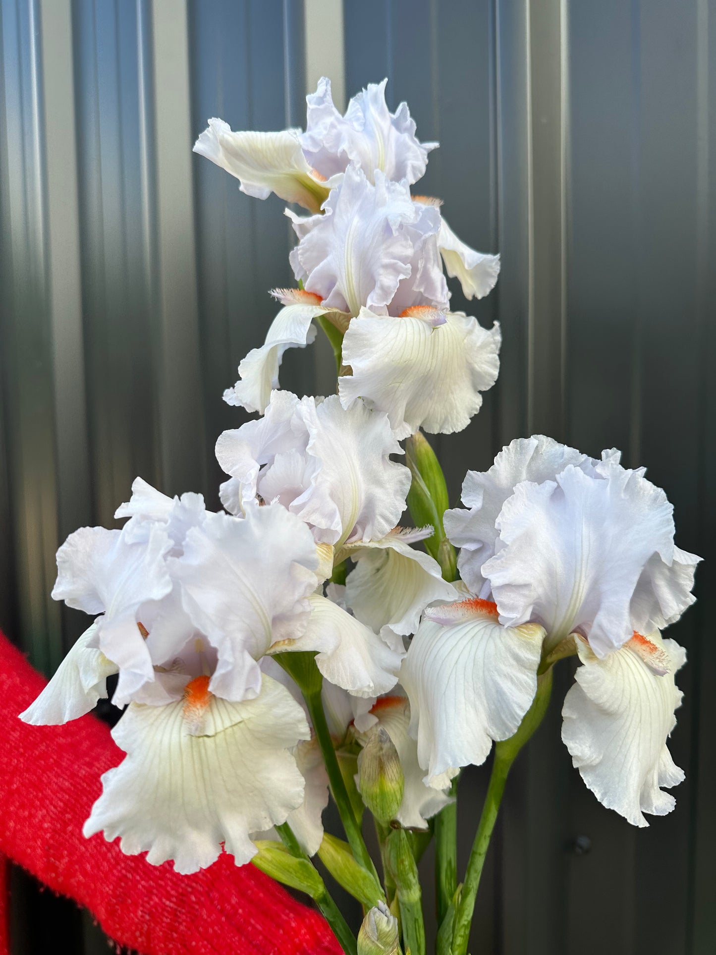 Bearded Iris