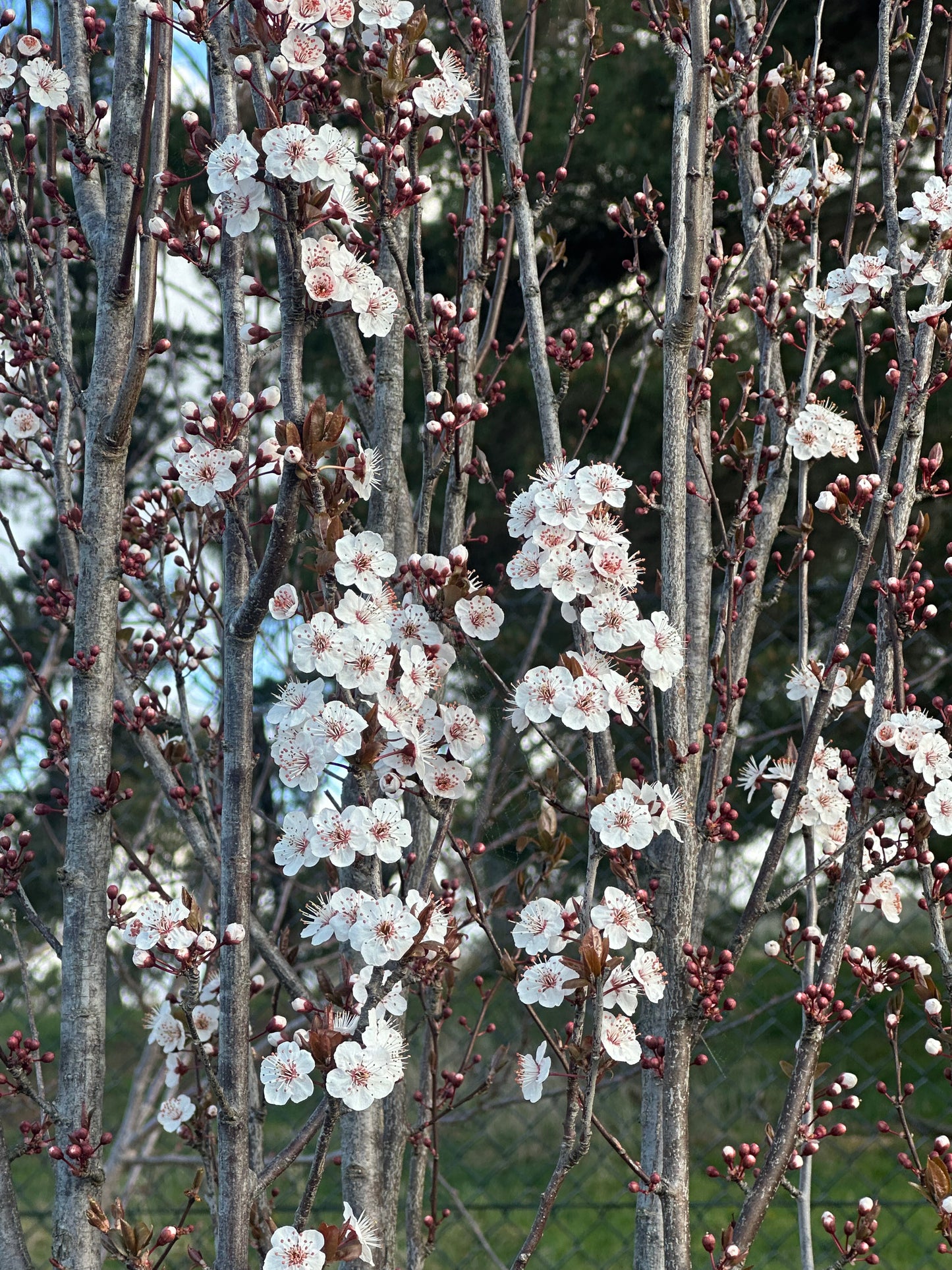 Blossoms