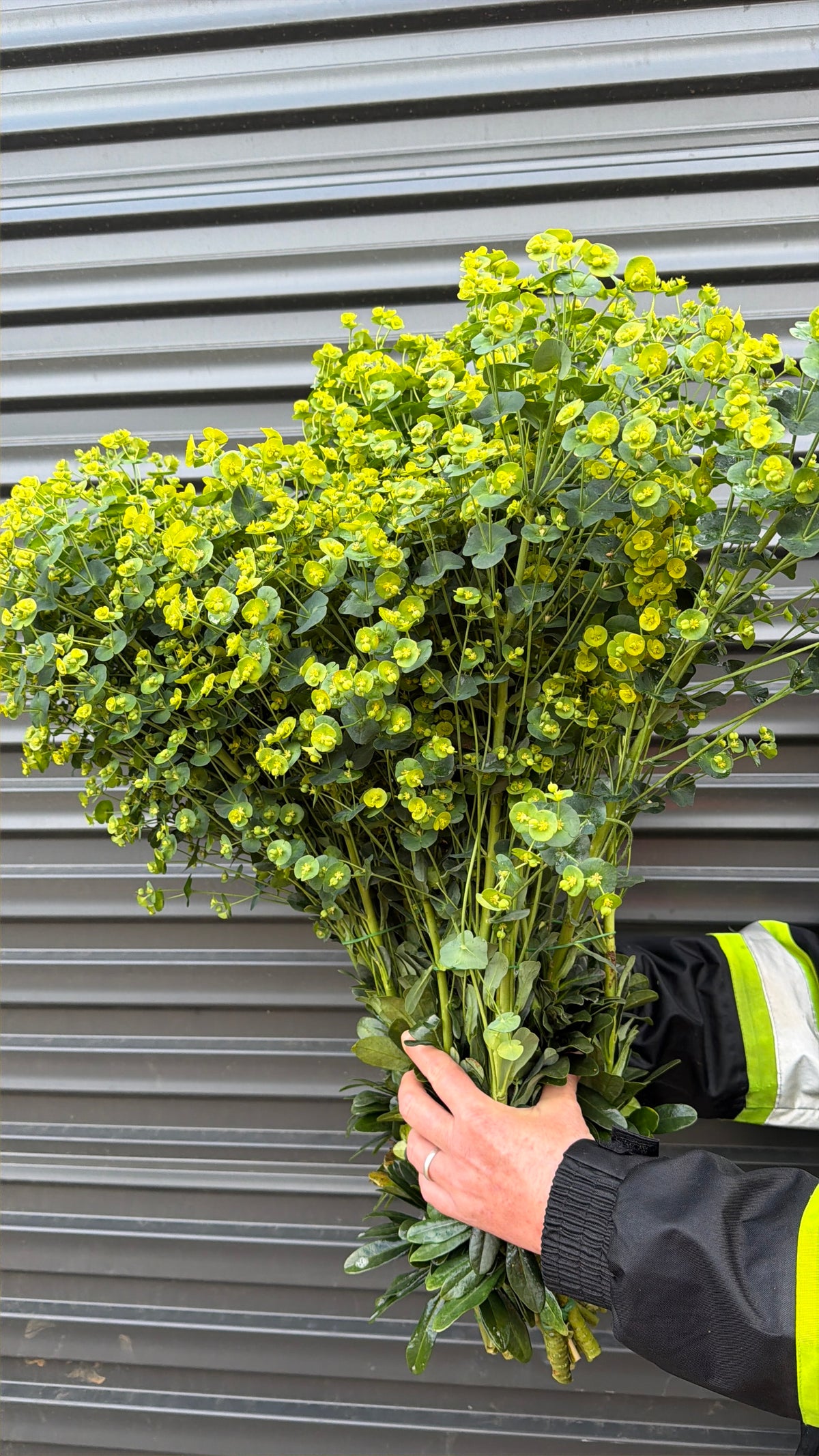 Euphorbia