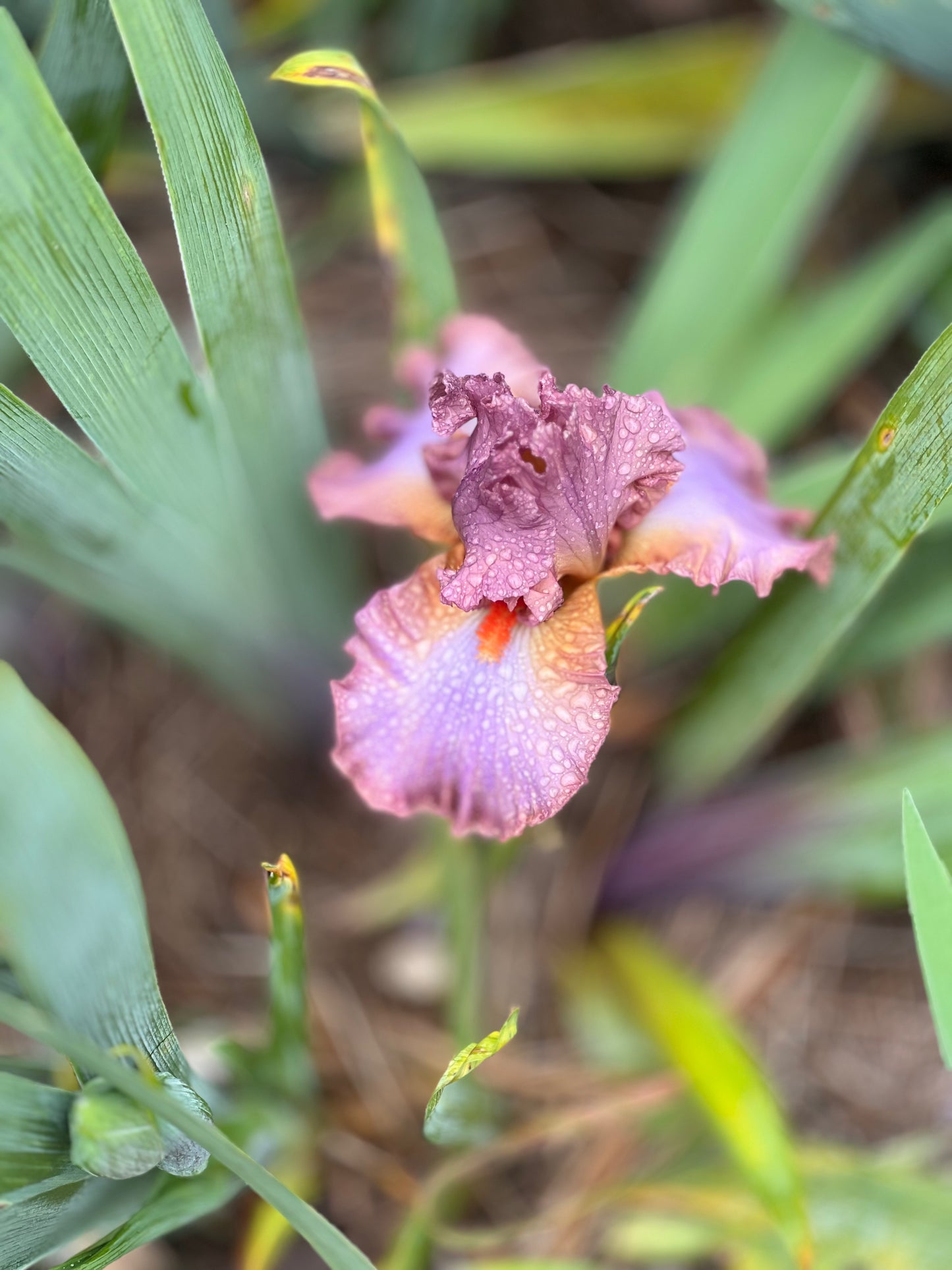Bearded Iris