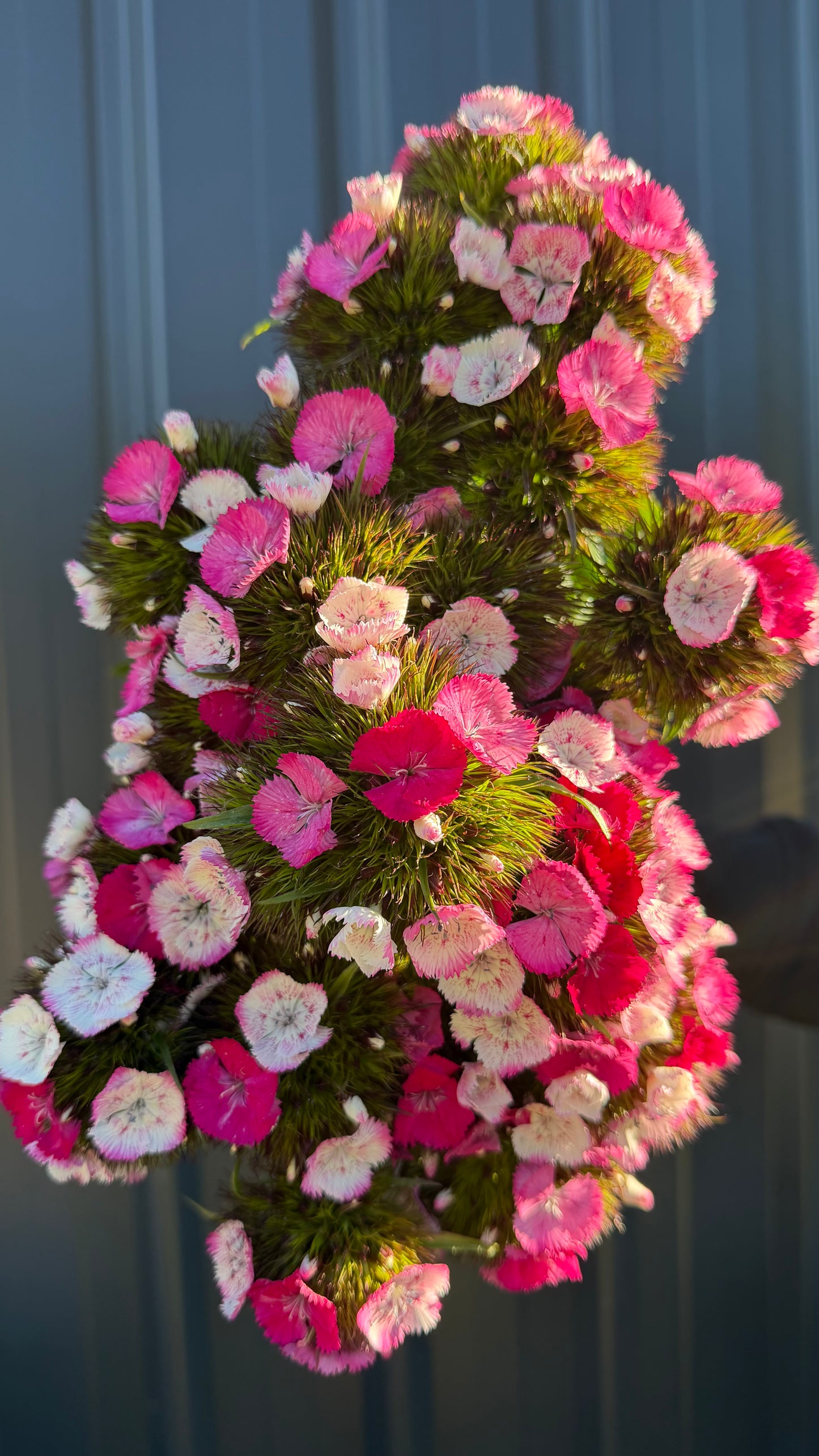 Sweet William
