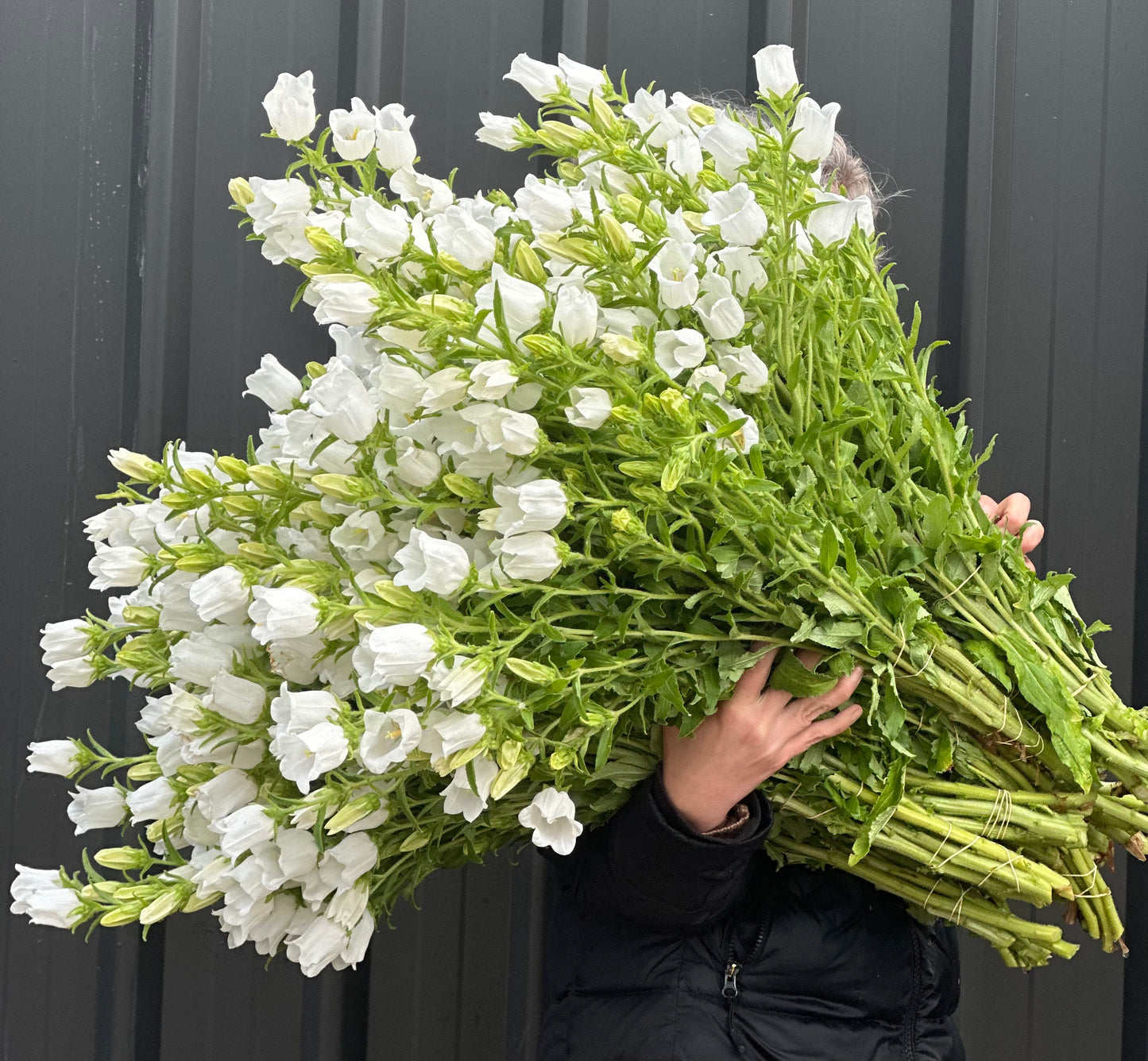 Canterbury Bells