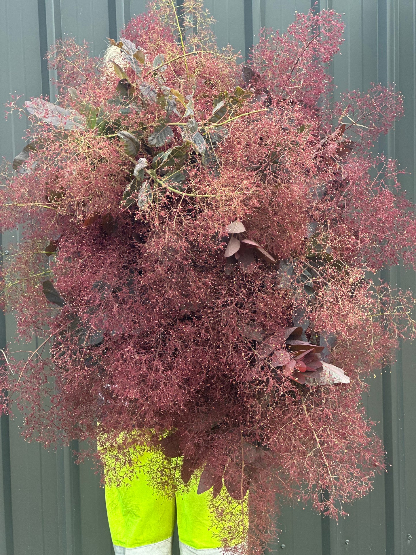 Smokebush