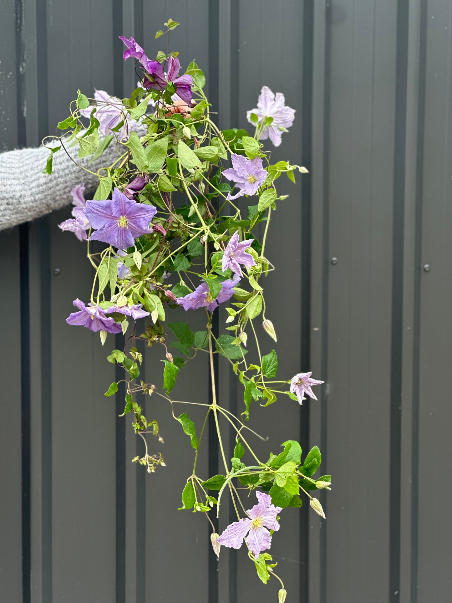 Clematis