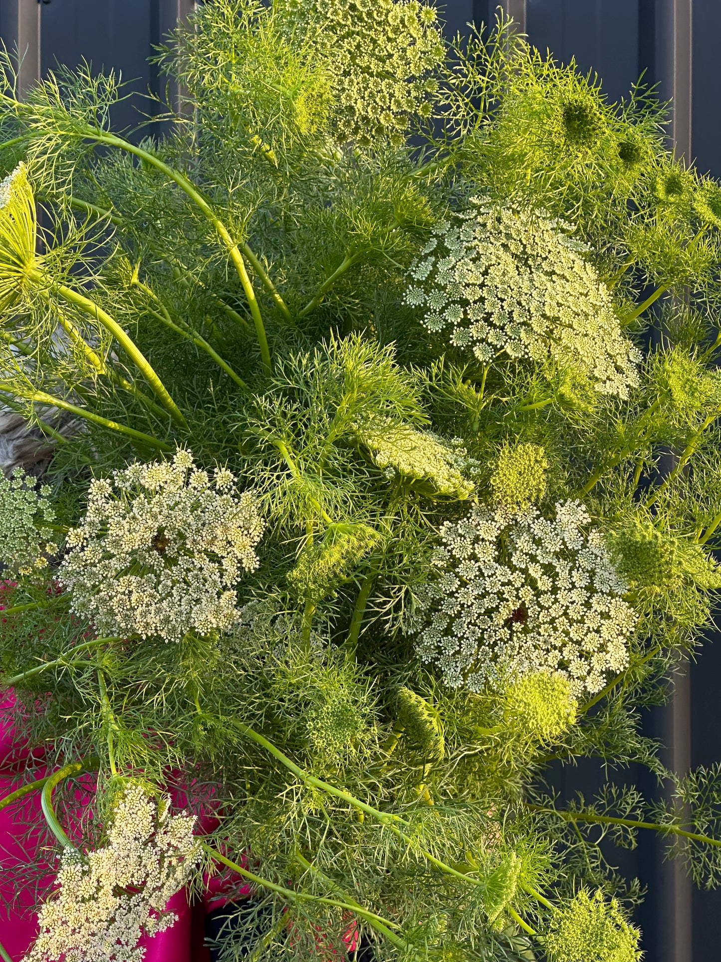 Queens Annes Lace