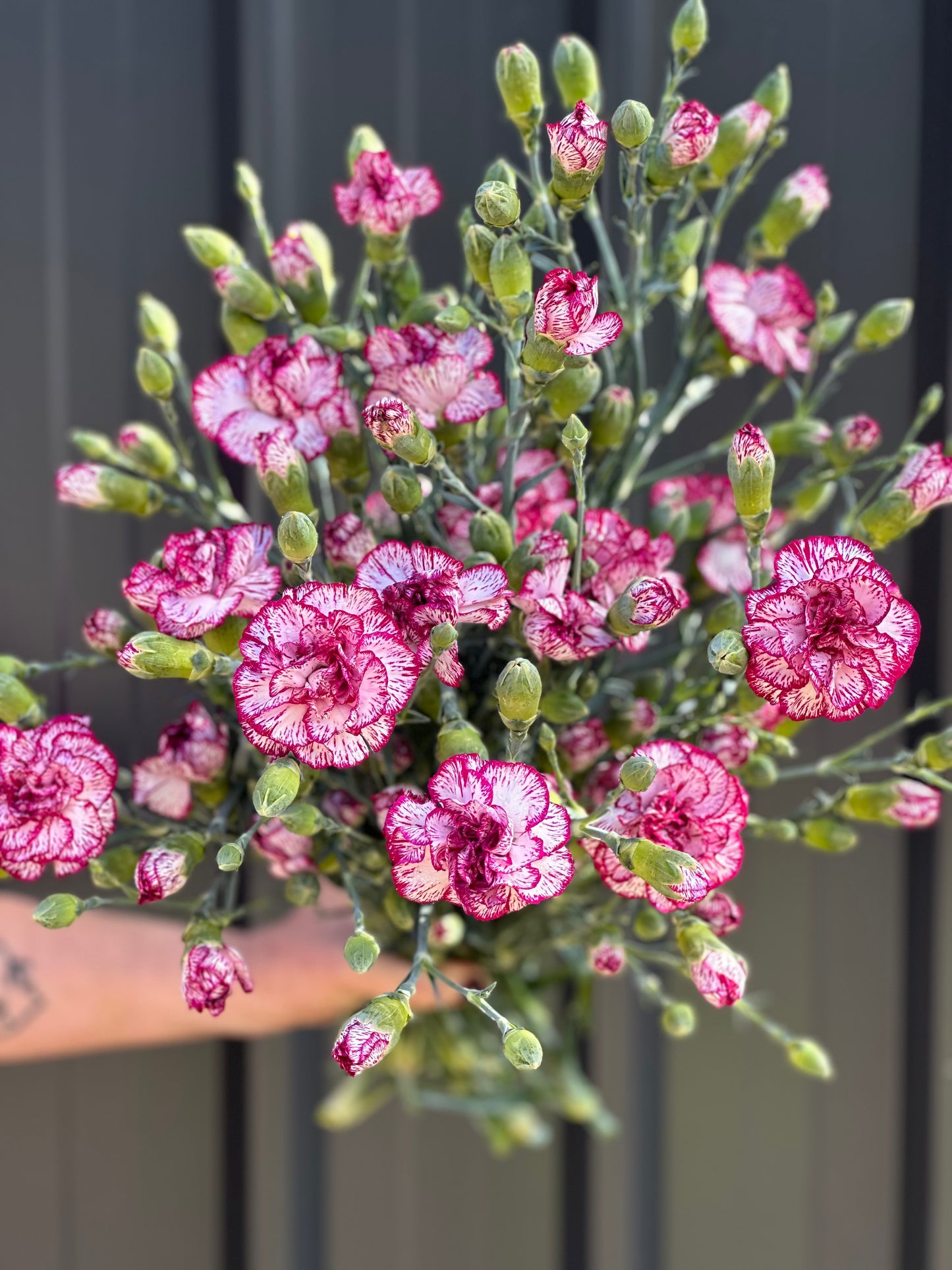 Carnations