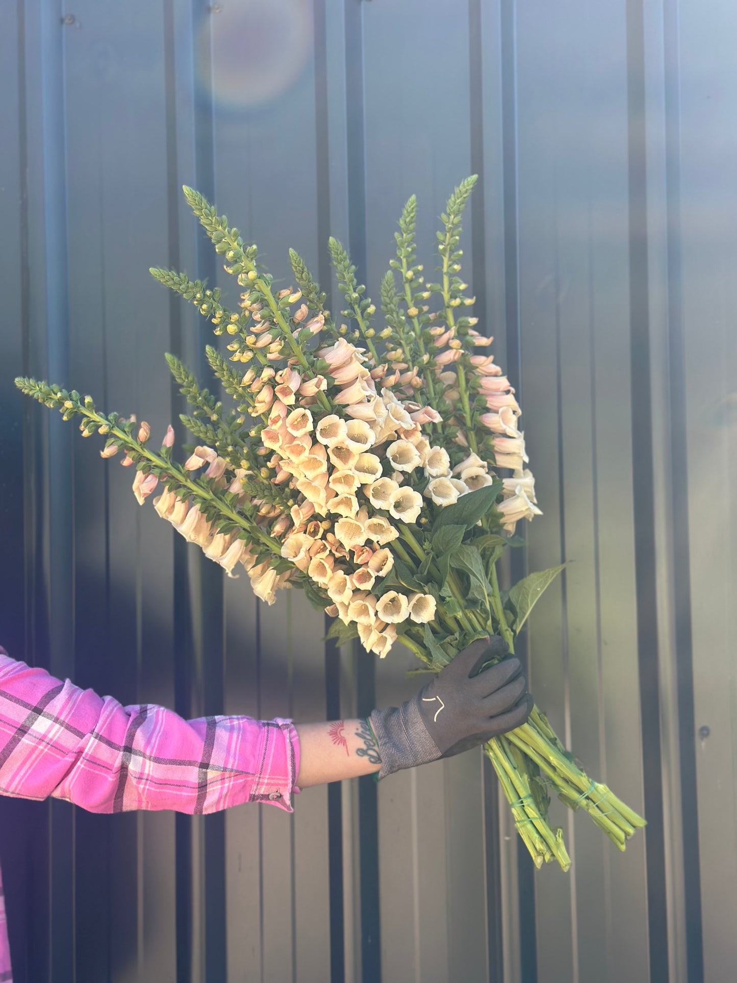 Foxgloves