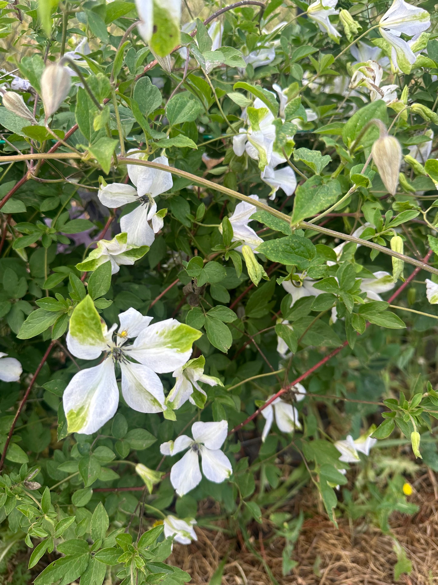 Clematis