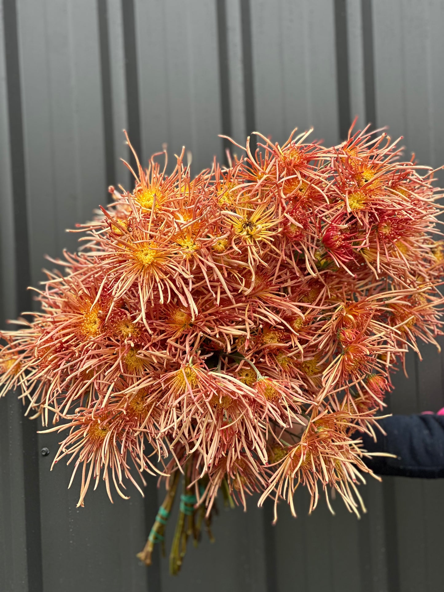 Heirloom Chrysanthemum
