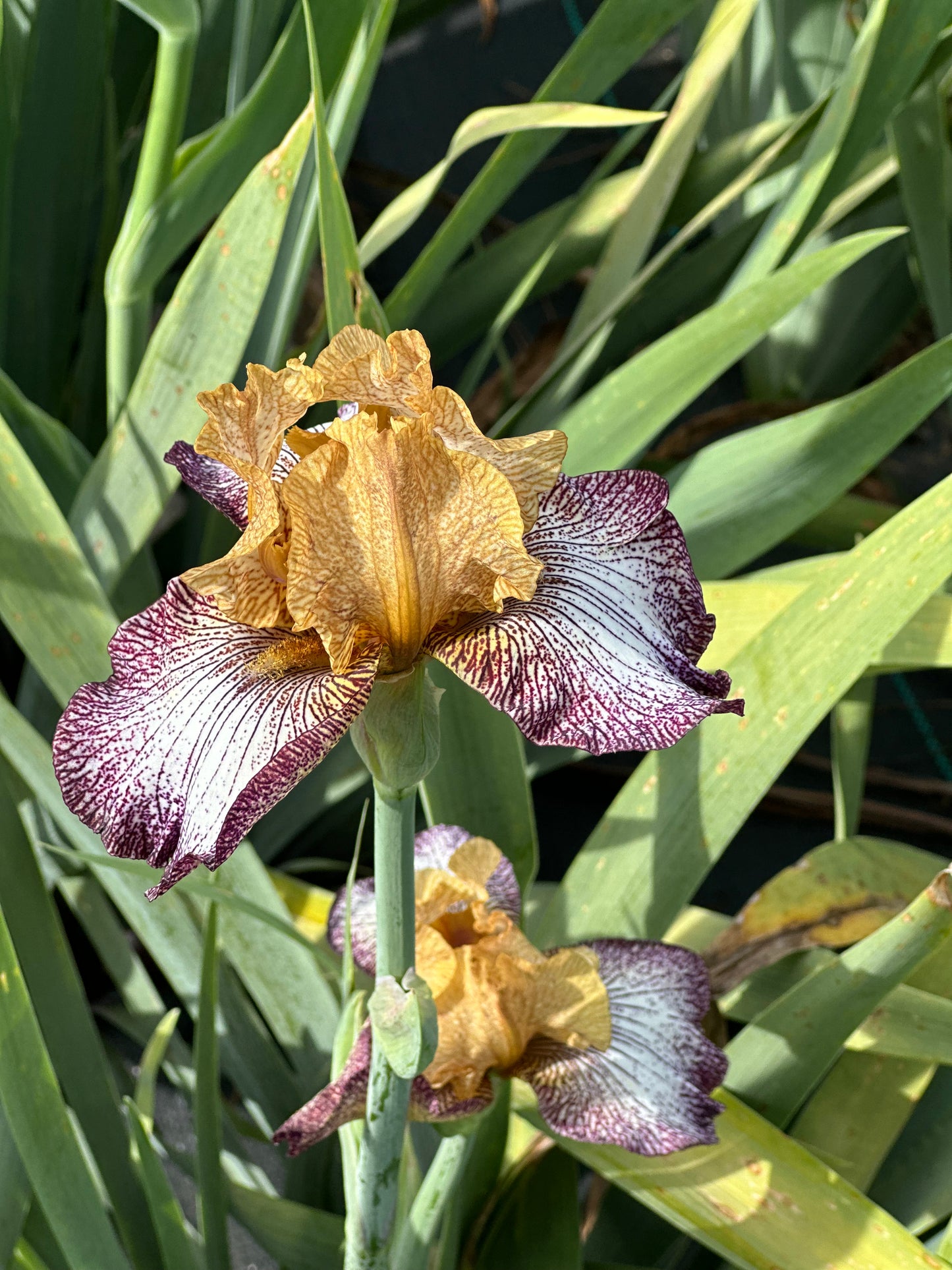 Bearded Iris