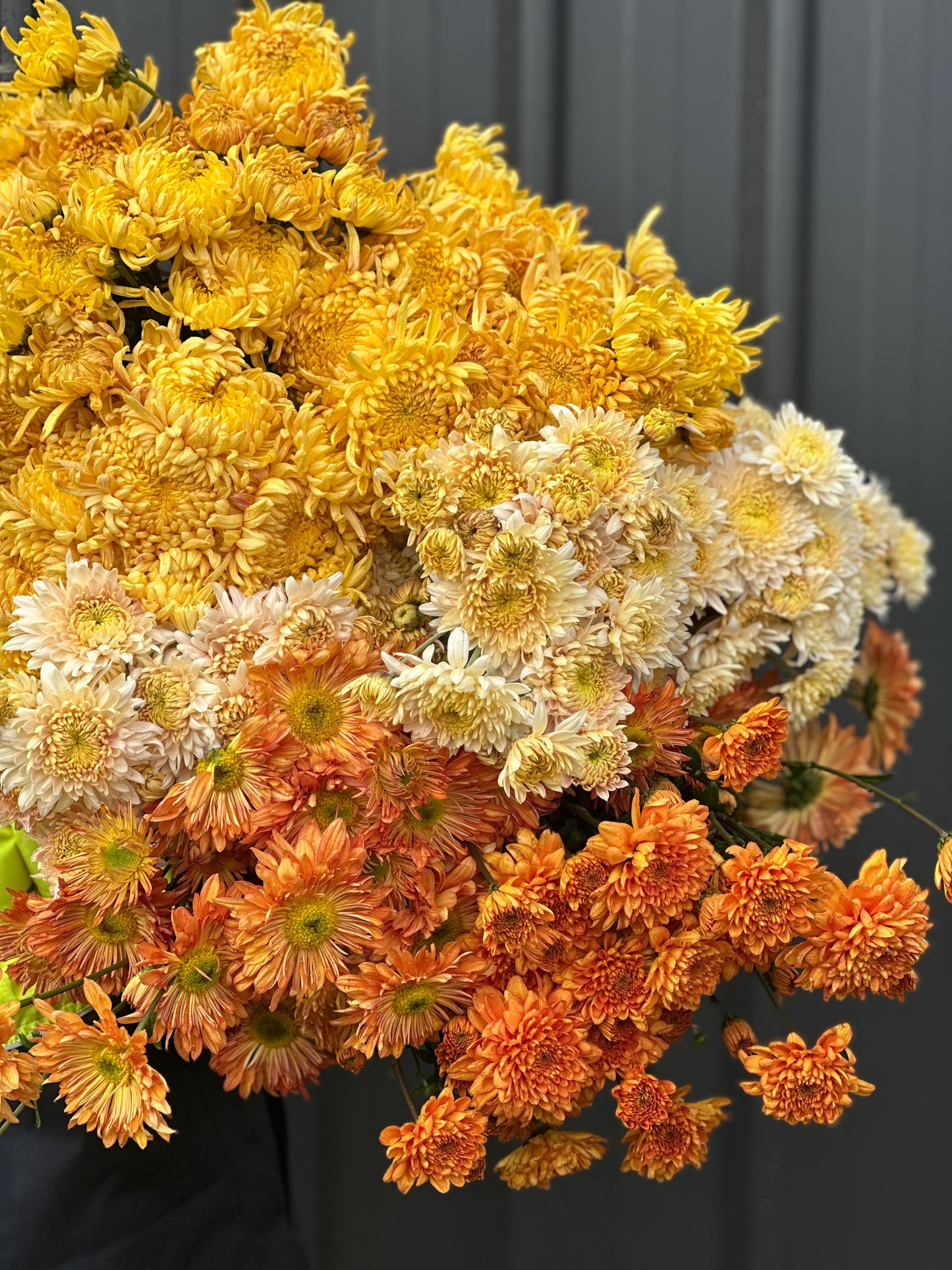 Heirloom Chrysanthemum