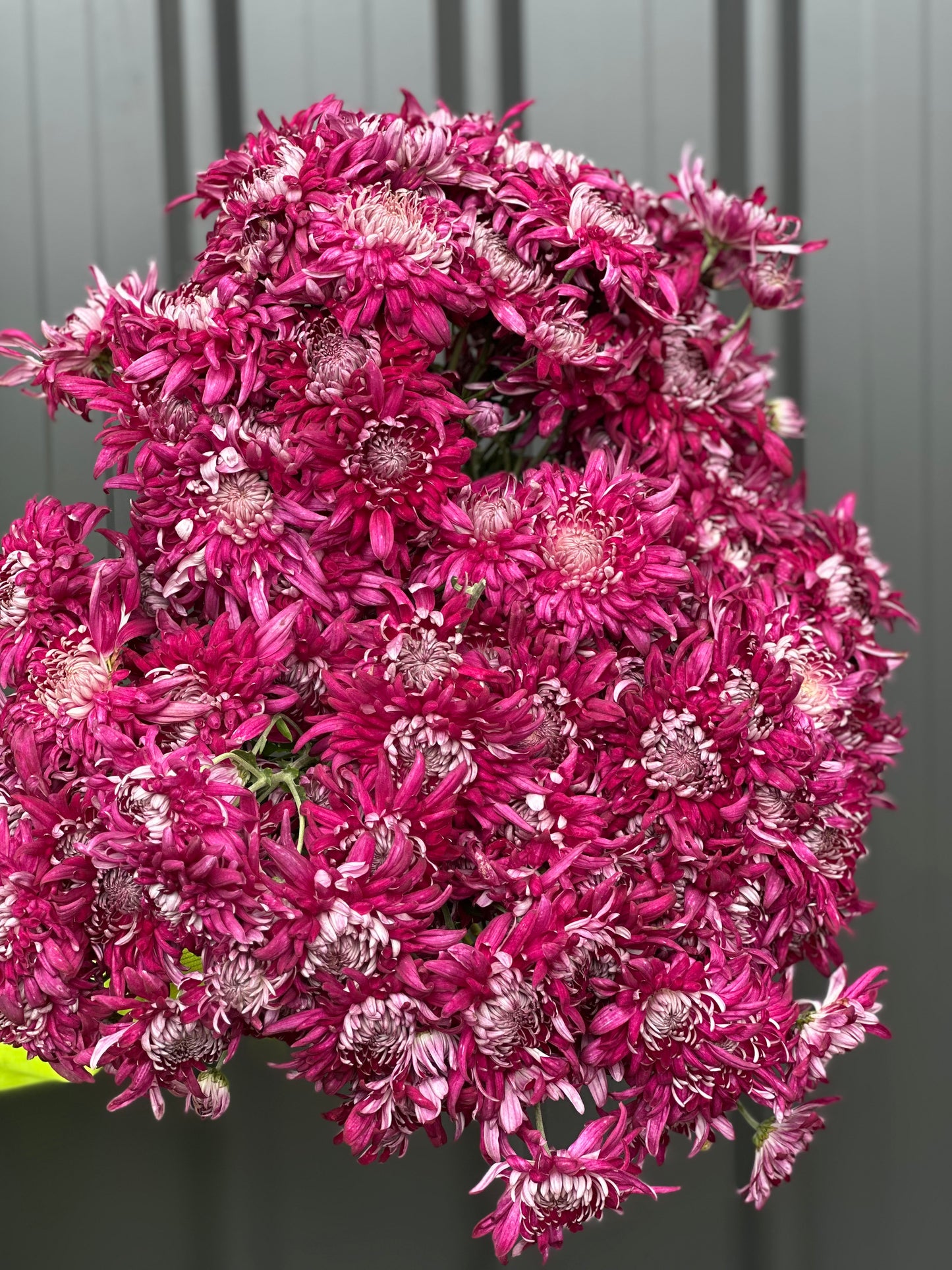 Heirloom Chrysanthemum