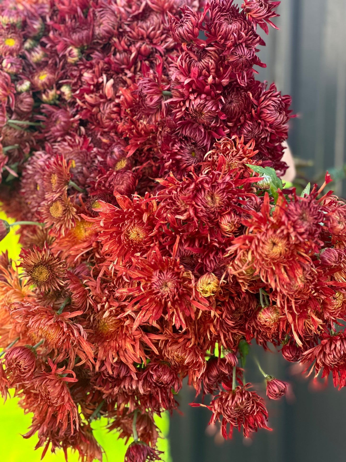 Heirloom Chrysanthemum