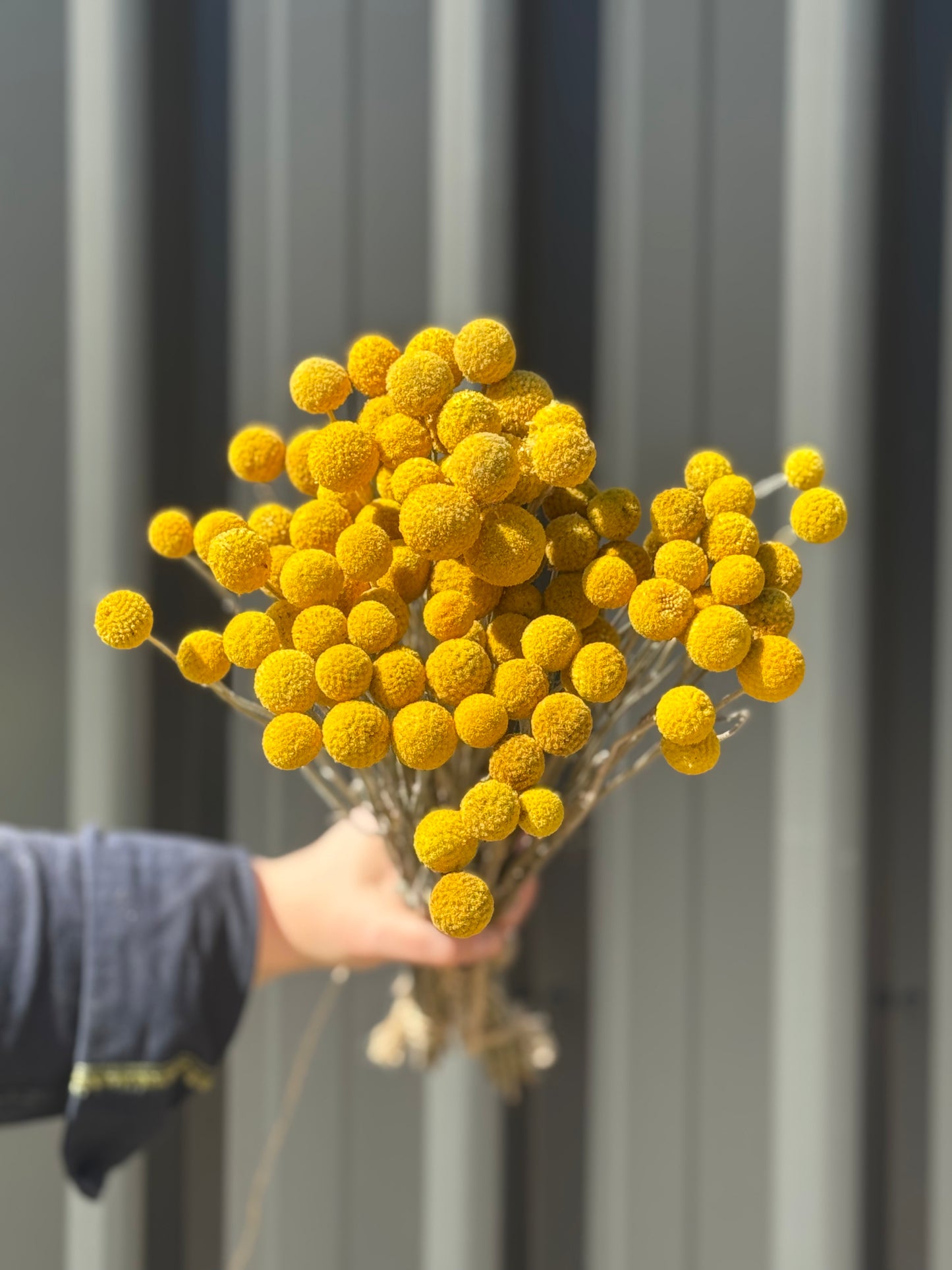 Dried Billy Buttons