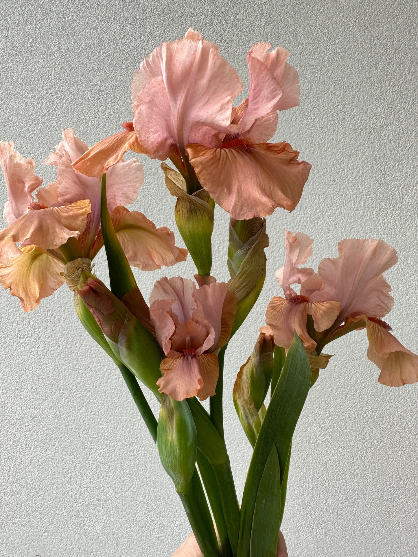 Bearded Iris