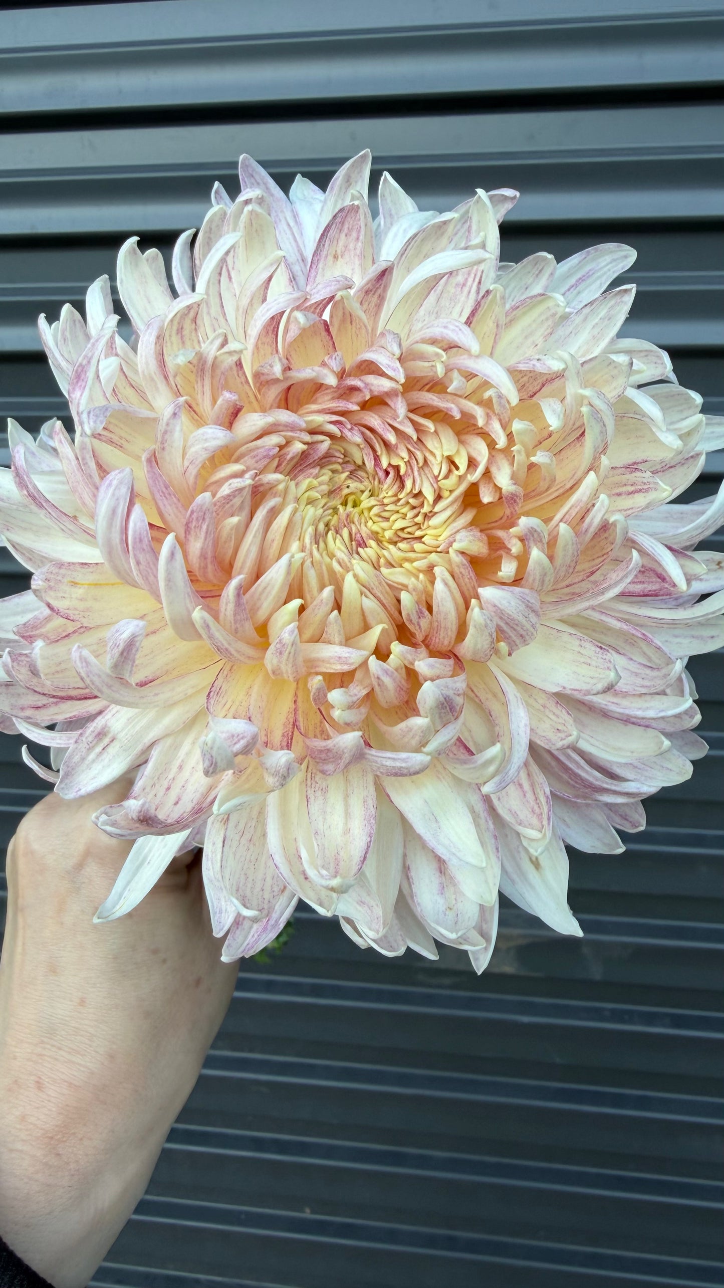 Heirloom Chrysanthemum