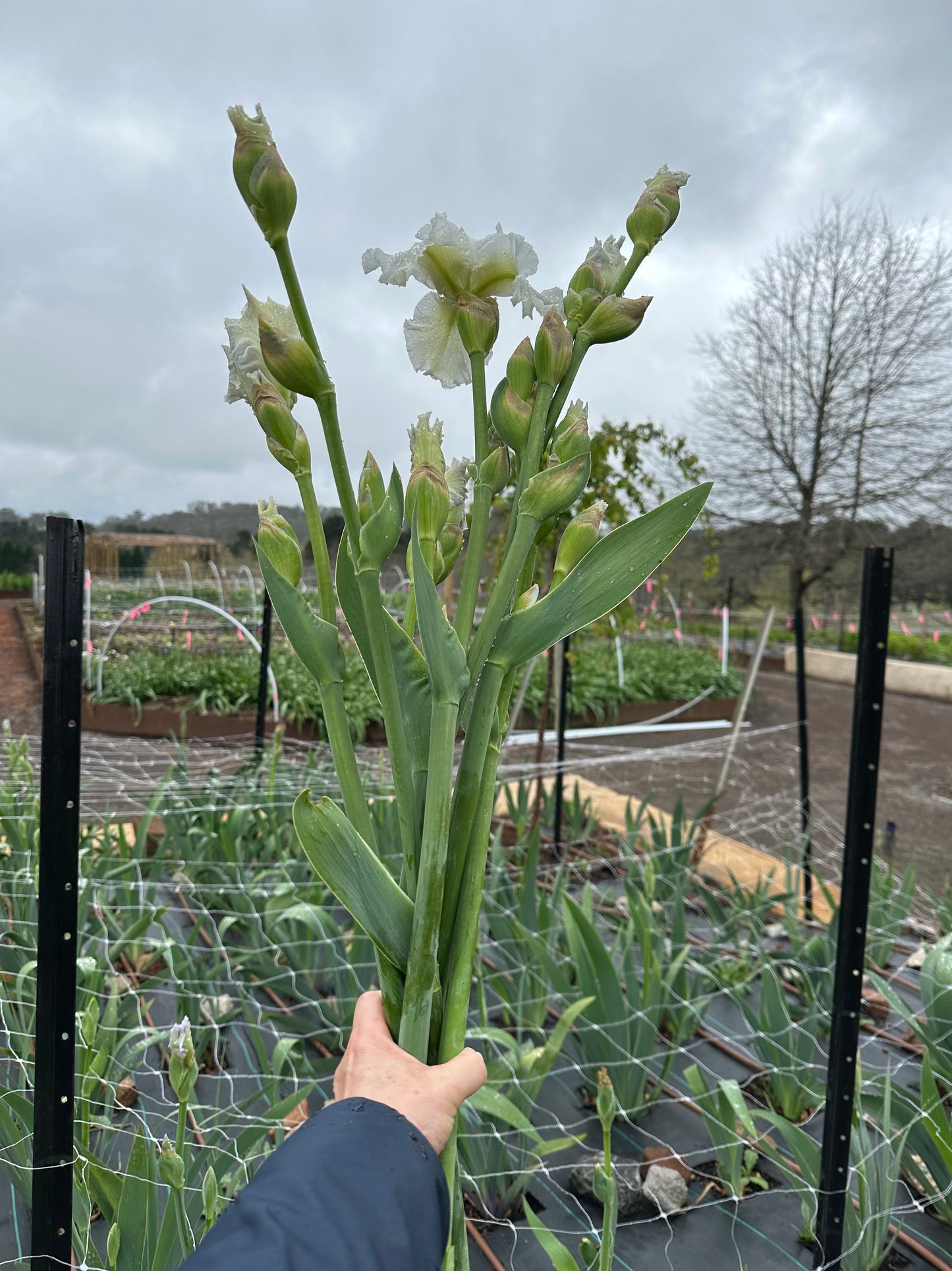 Bearded Iris