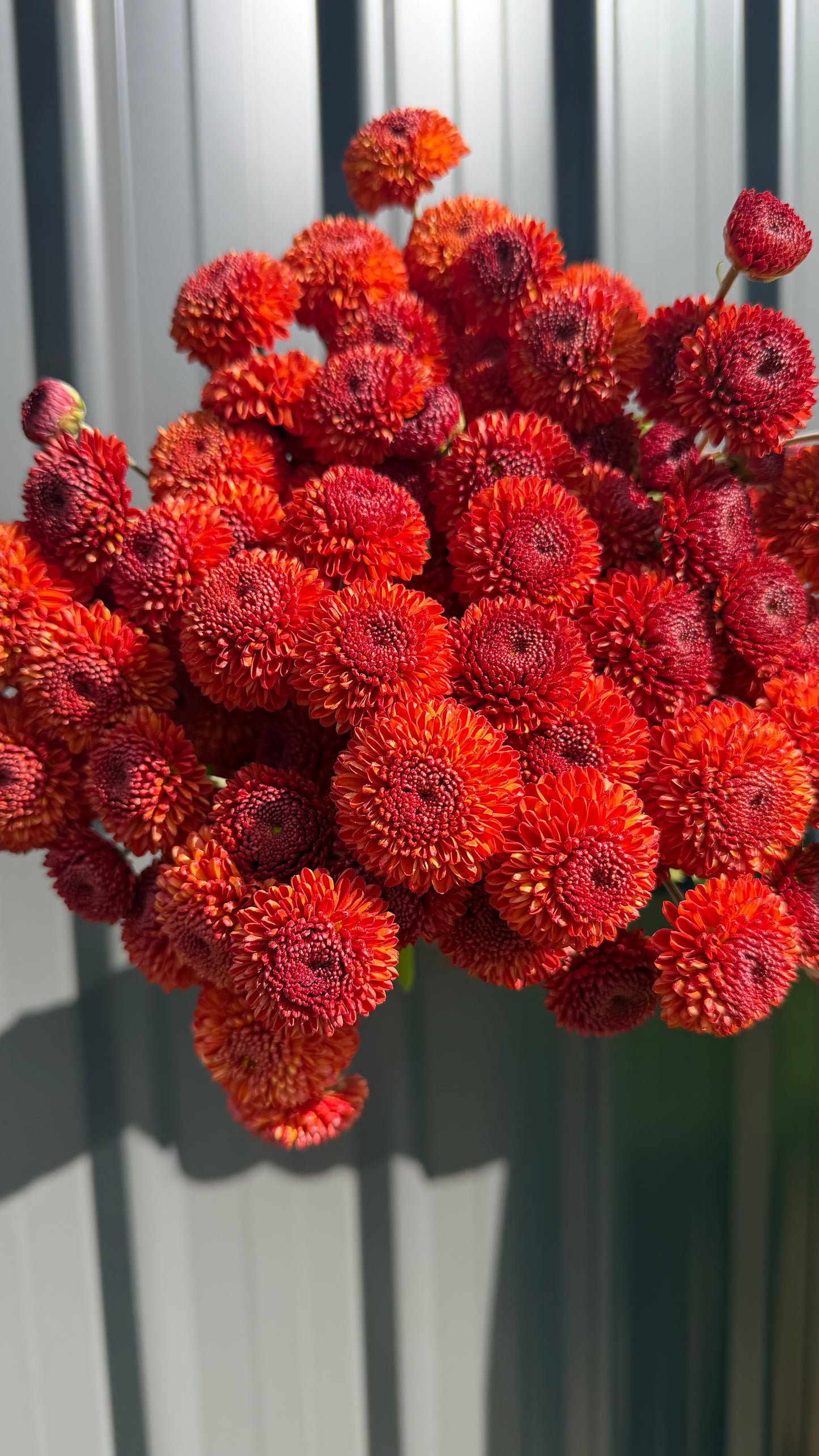 Chrysanthemum Poms