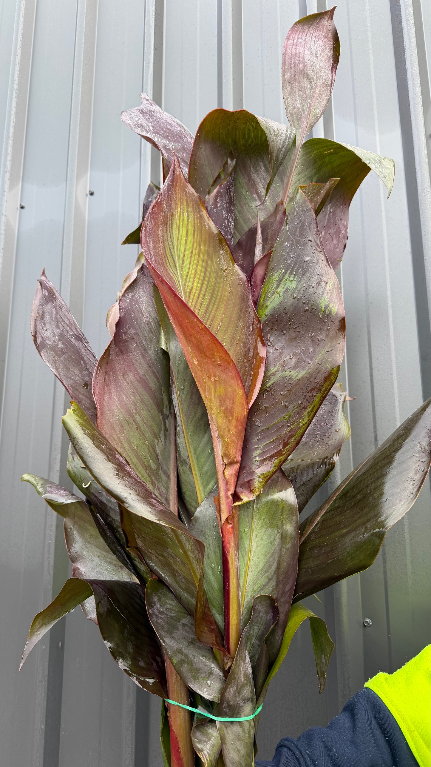 Canna Lilly