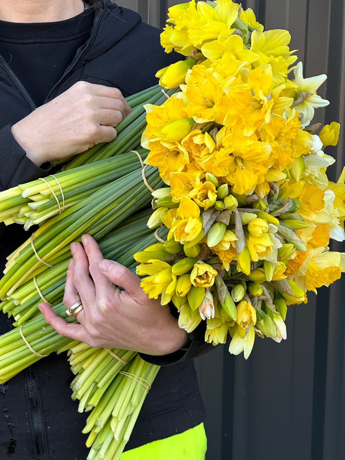 Daffodils - mixed variety