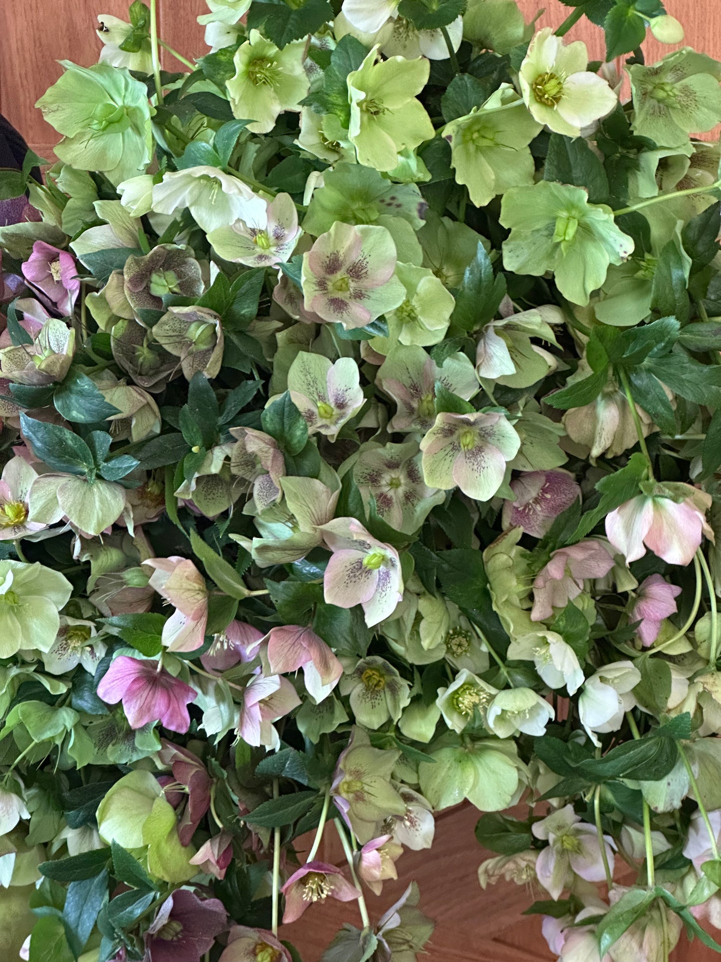 Hellebores Plants in pots