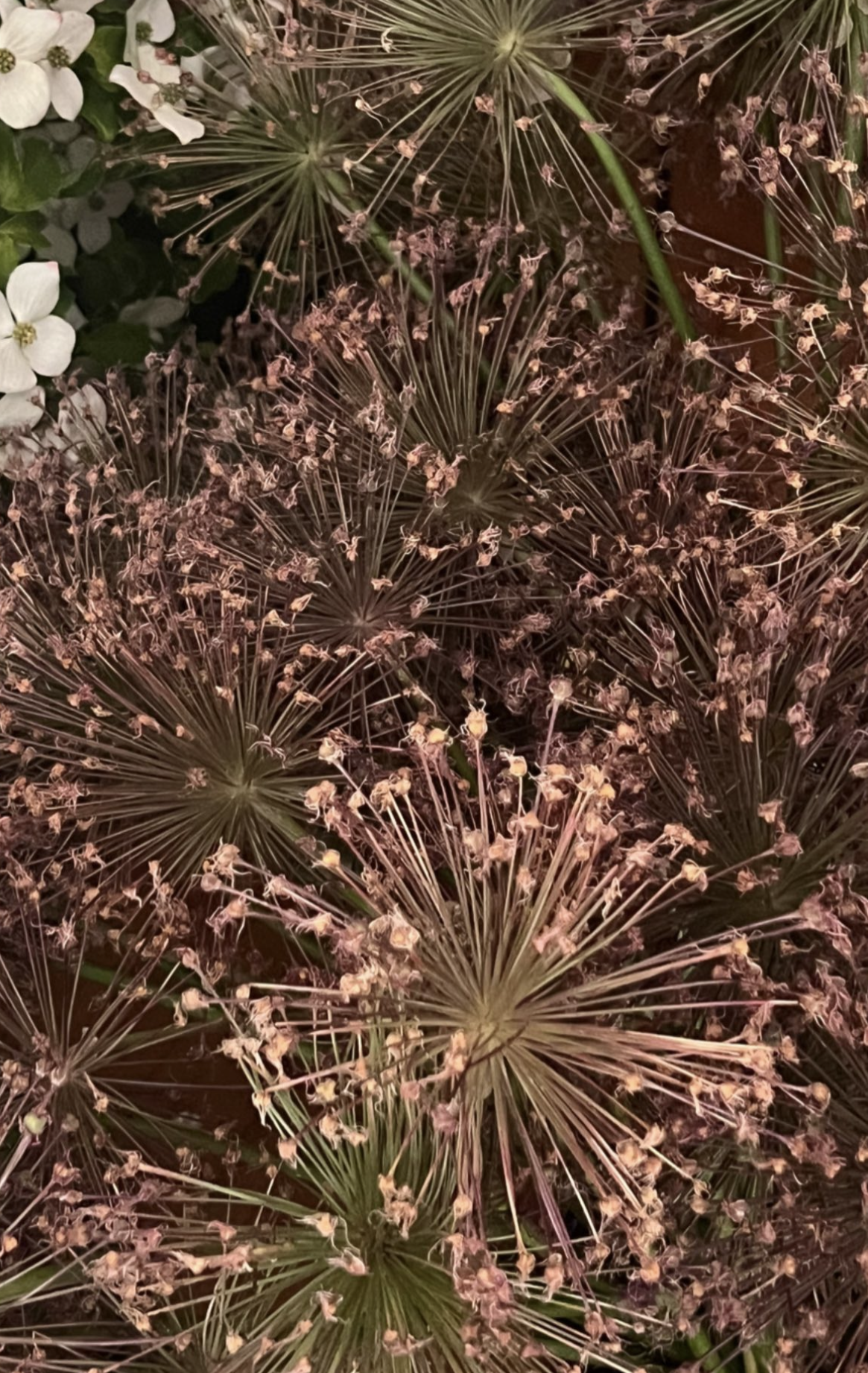 Alliums