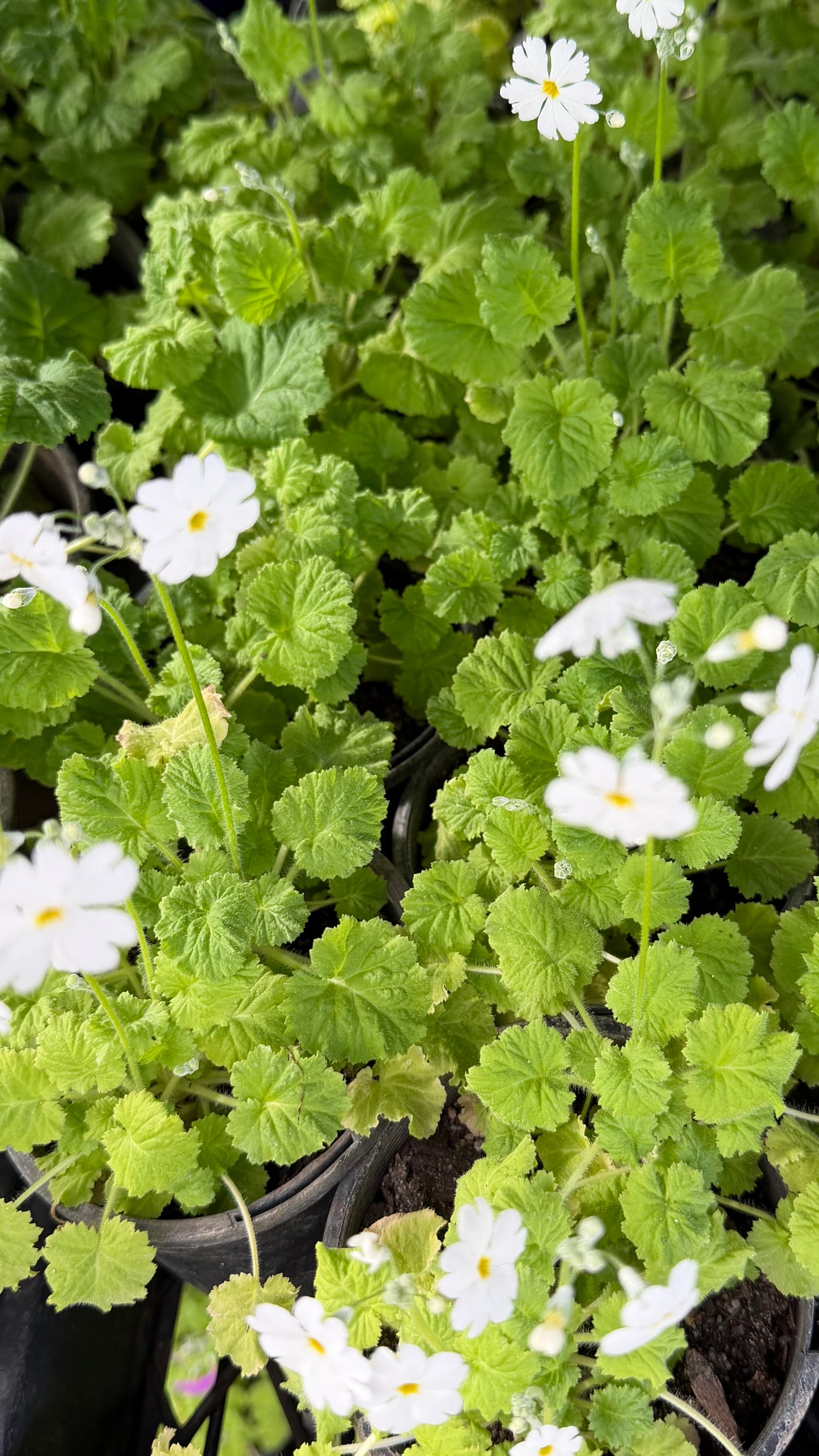 Plants in Pots