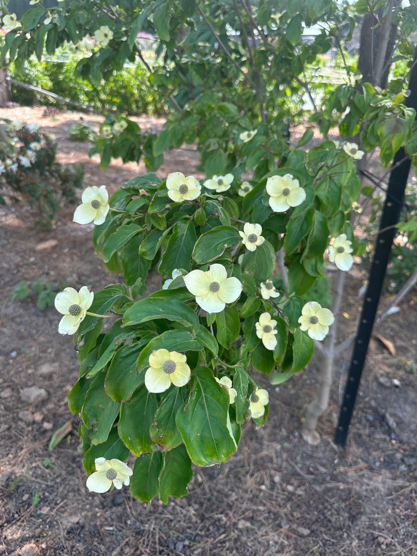 Dogwood
