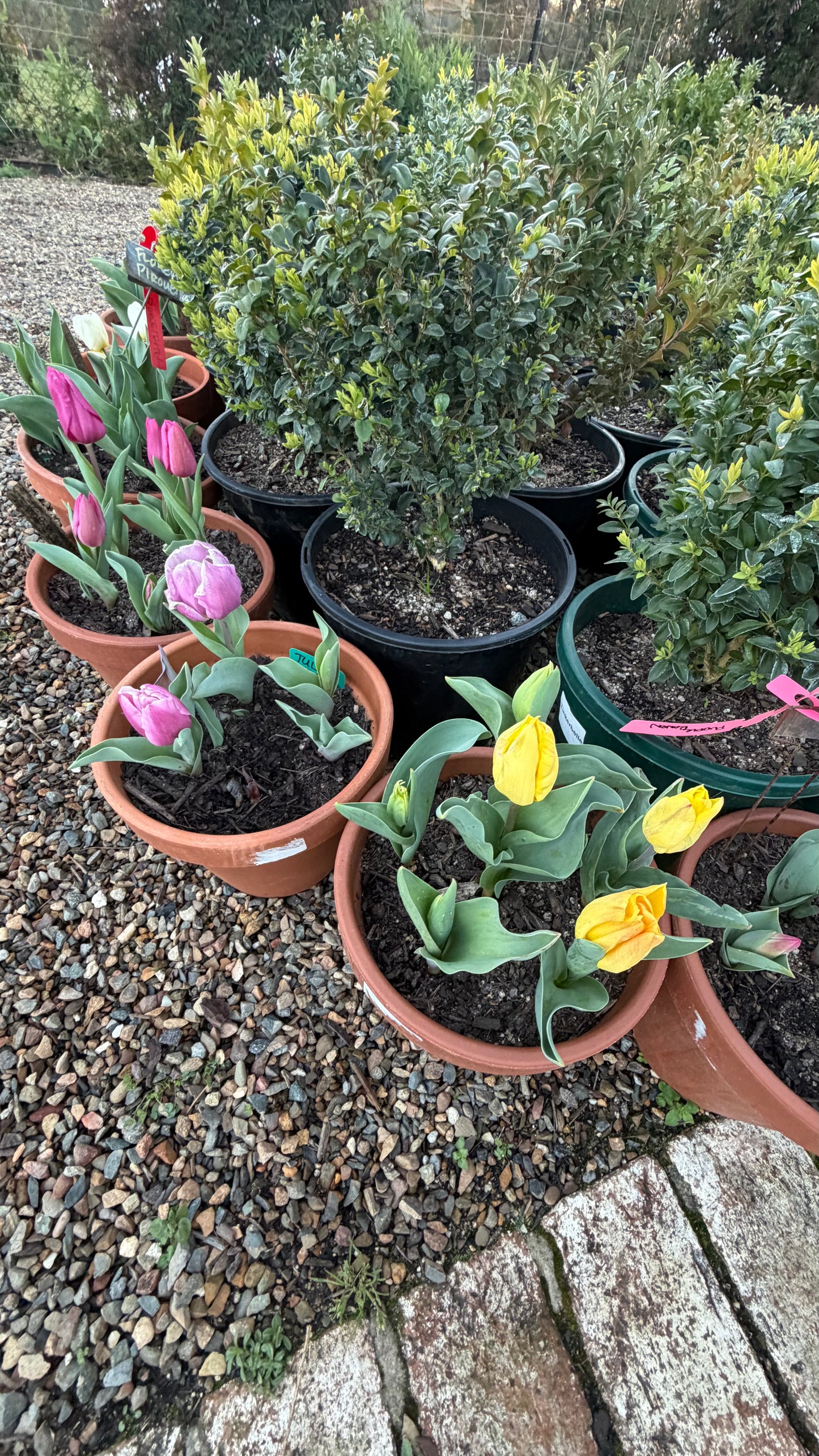 Bulbs in Pots