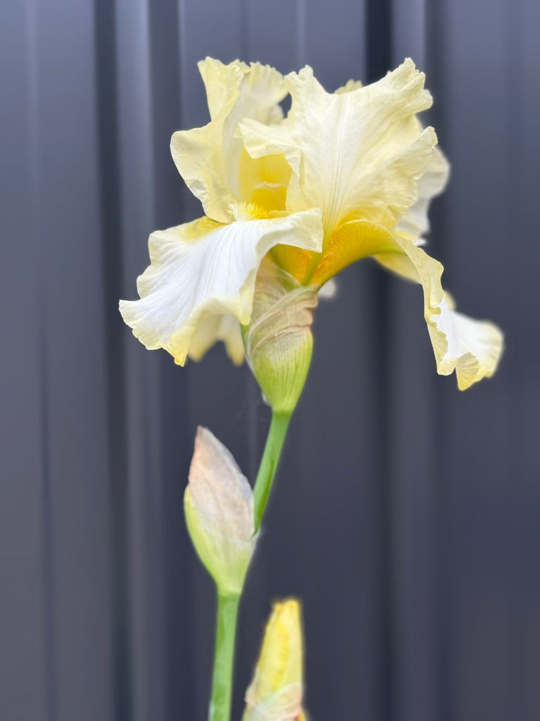 Bearded Iris