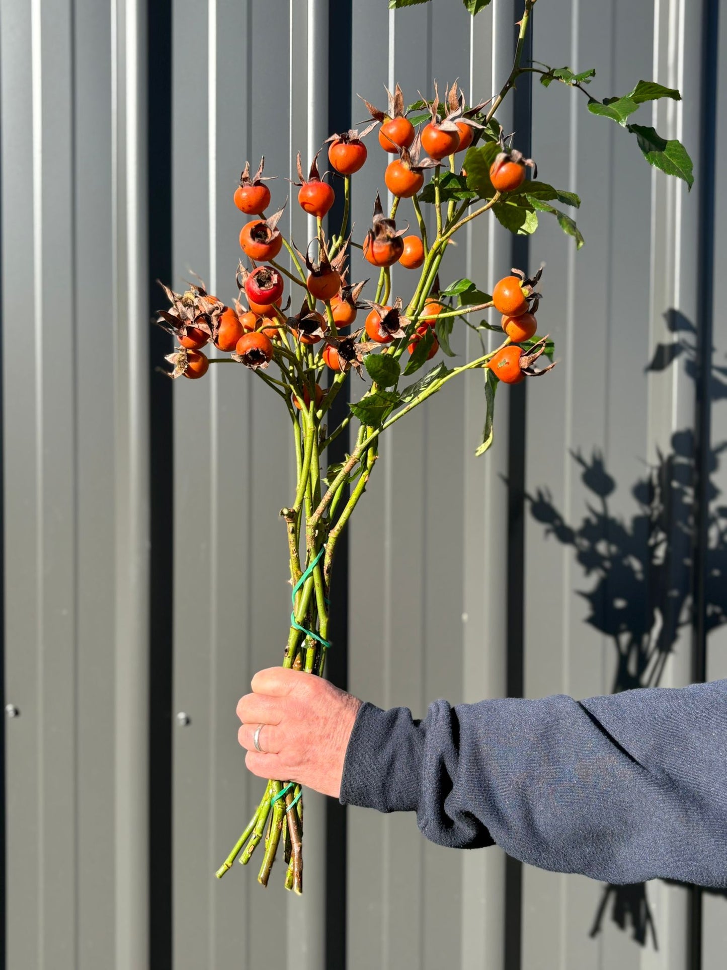 Rose Hips