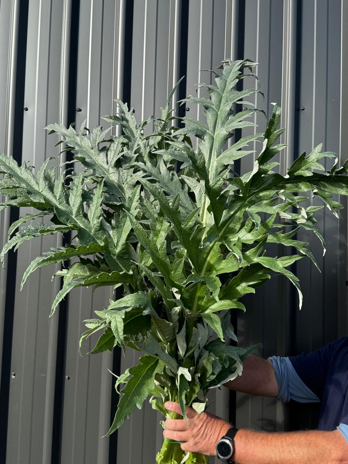 Artichokes