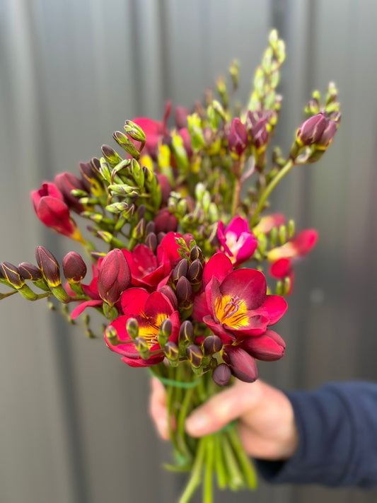 Freesias